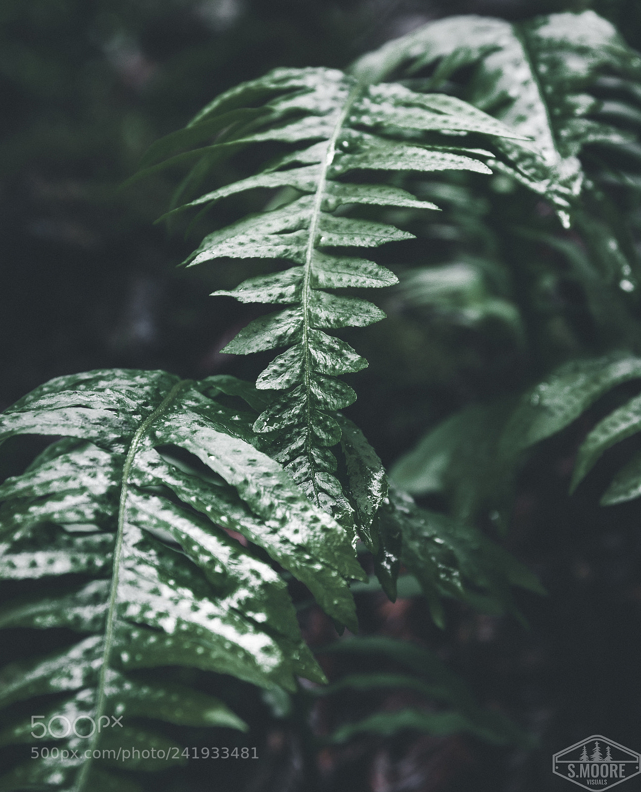 Nikon D7200 sample photo. Moody ferns photography