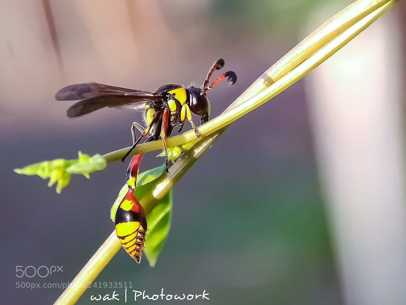 Xiaomi MI MAX sample photo. Yellow potter photography