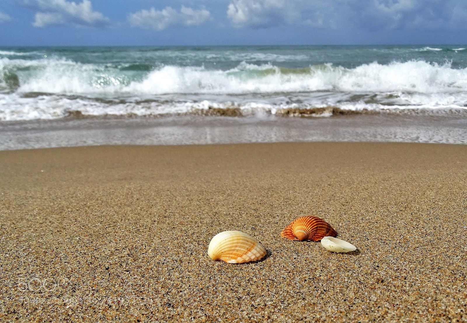 Sony Cyber-shot DSC-HX400V sample photo. Shells on the sea photography