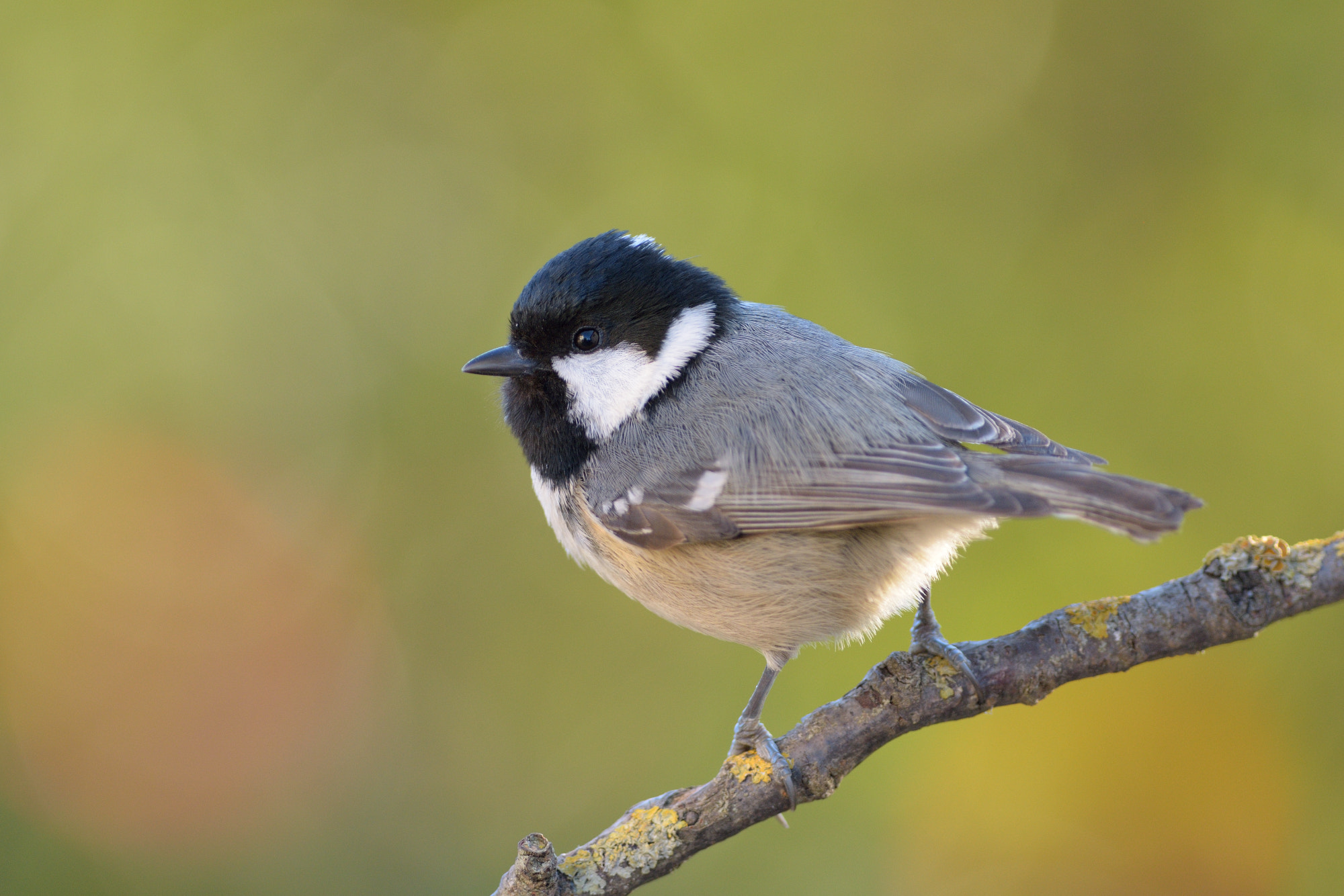 Nikon D7200 + Nikon AF-S Nikkor 300mm F4D ED-IF sample photo. Coal tit photography