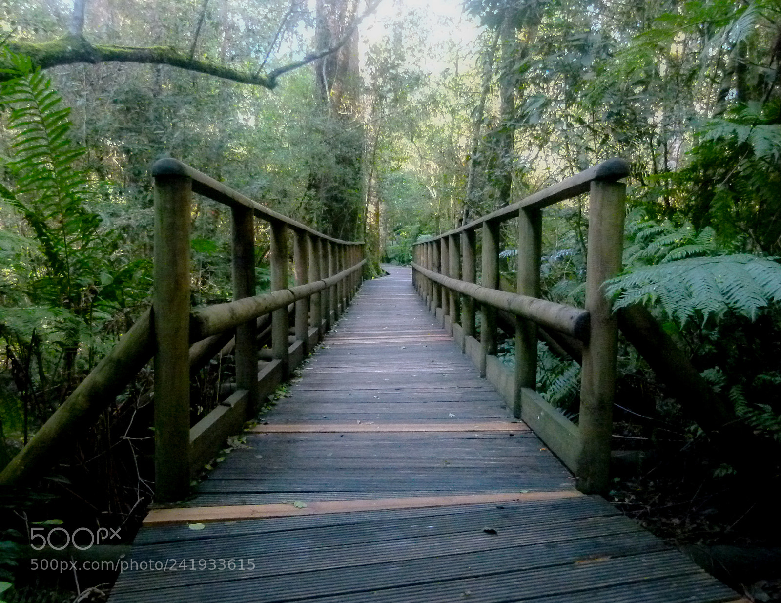 Panasonic Lumix DMC-FZ100 sample photo. Jungle bridge south africa photography