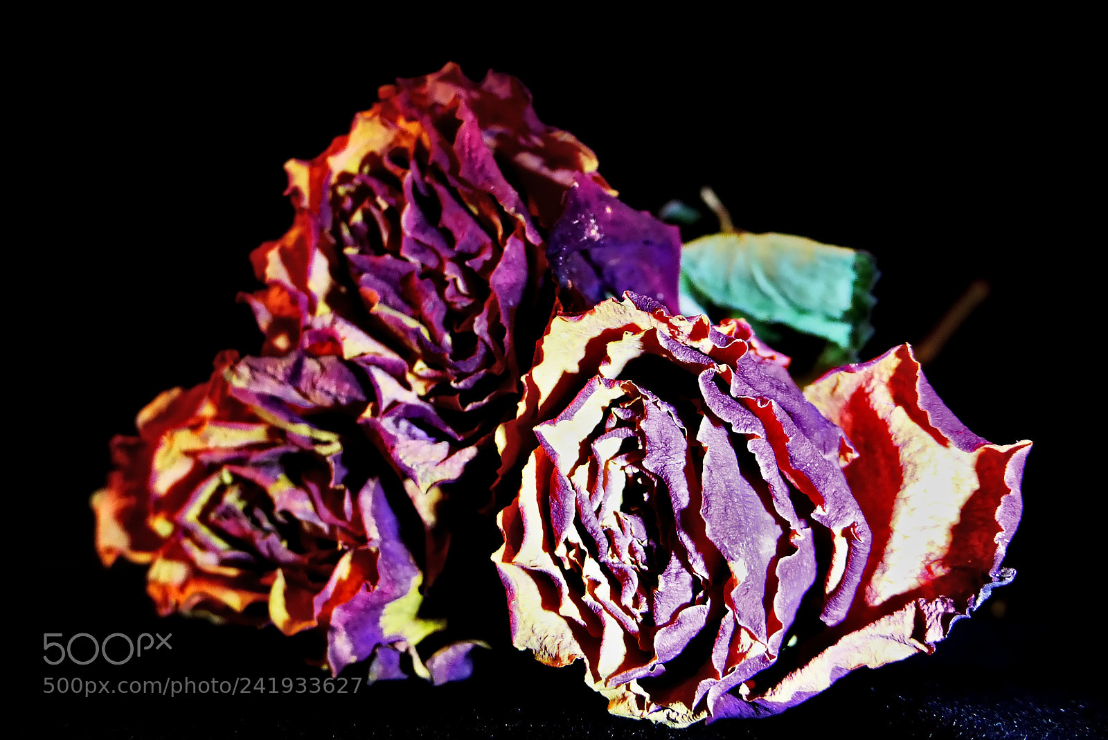 Panasonic Lumix DMC-FZ200 sample photo. Suche r e,dried roses photography