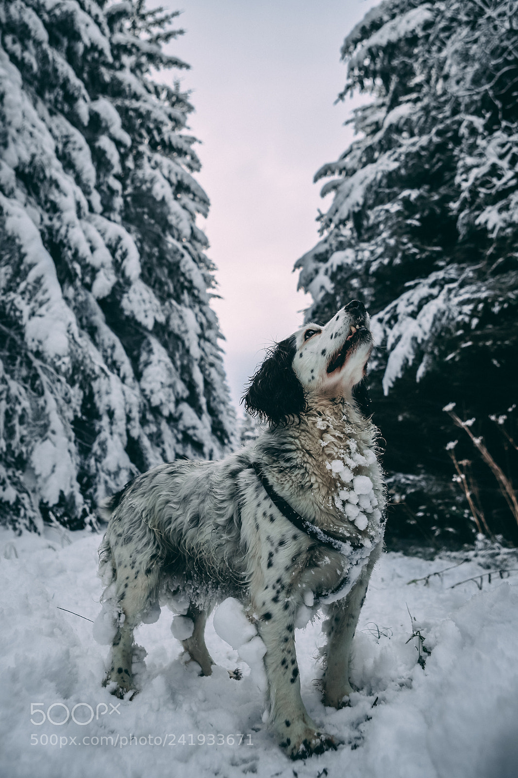 Canon EOS 6D Mark II sample photo. Winter doge. photography