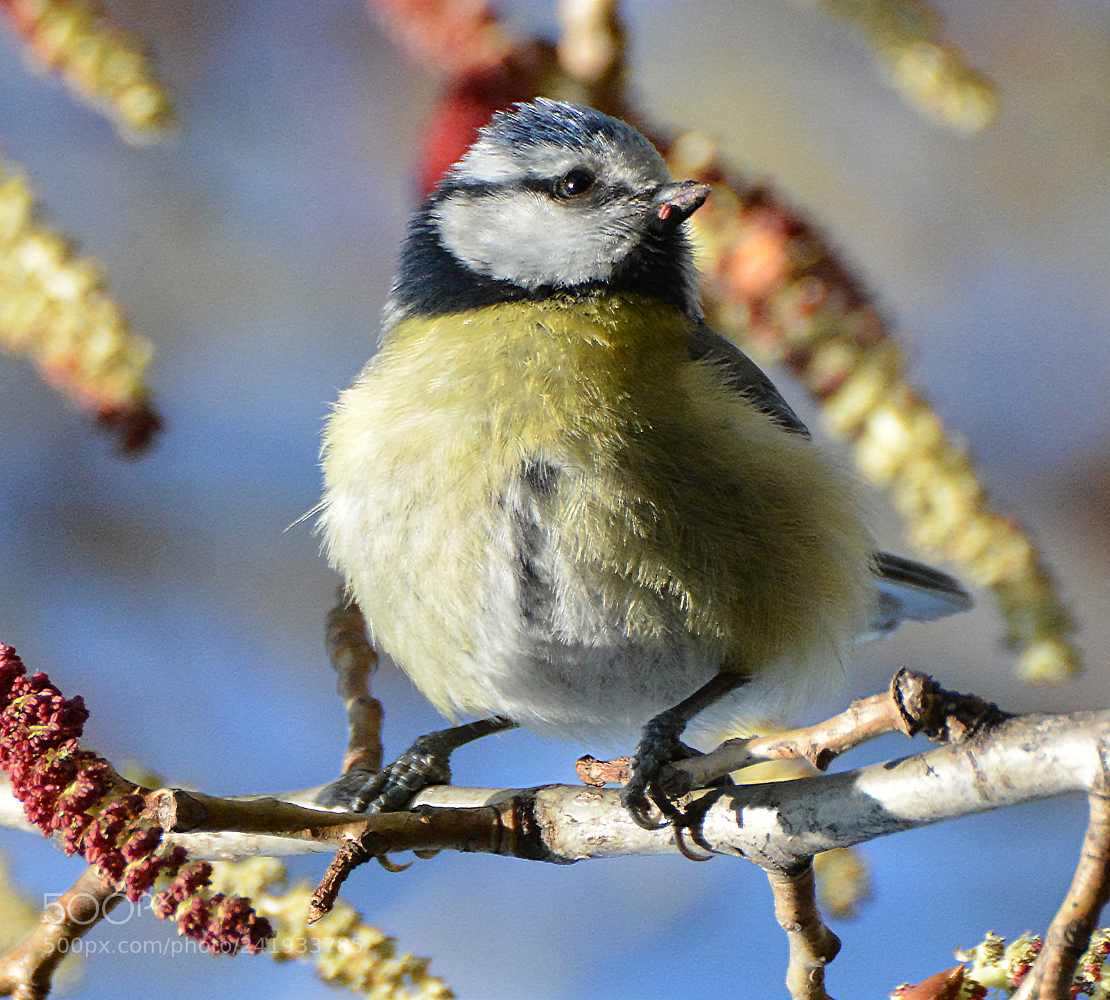 Nikon D7100 sample photo. Tit_1 photography