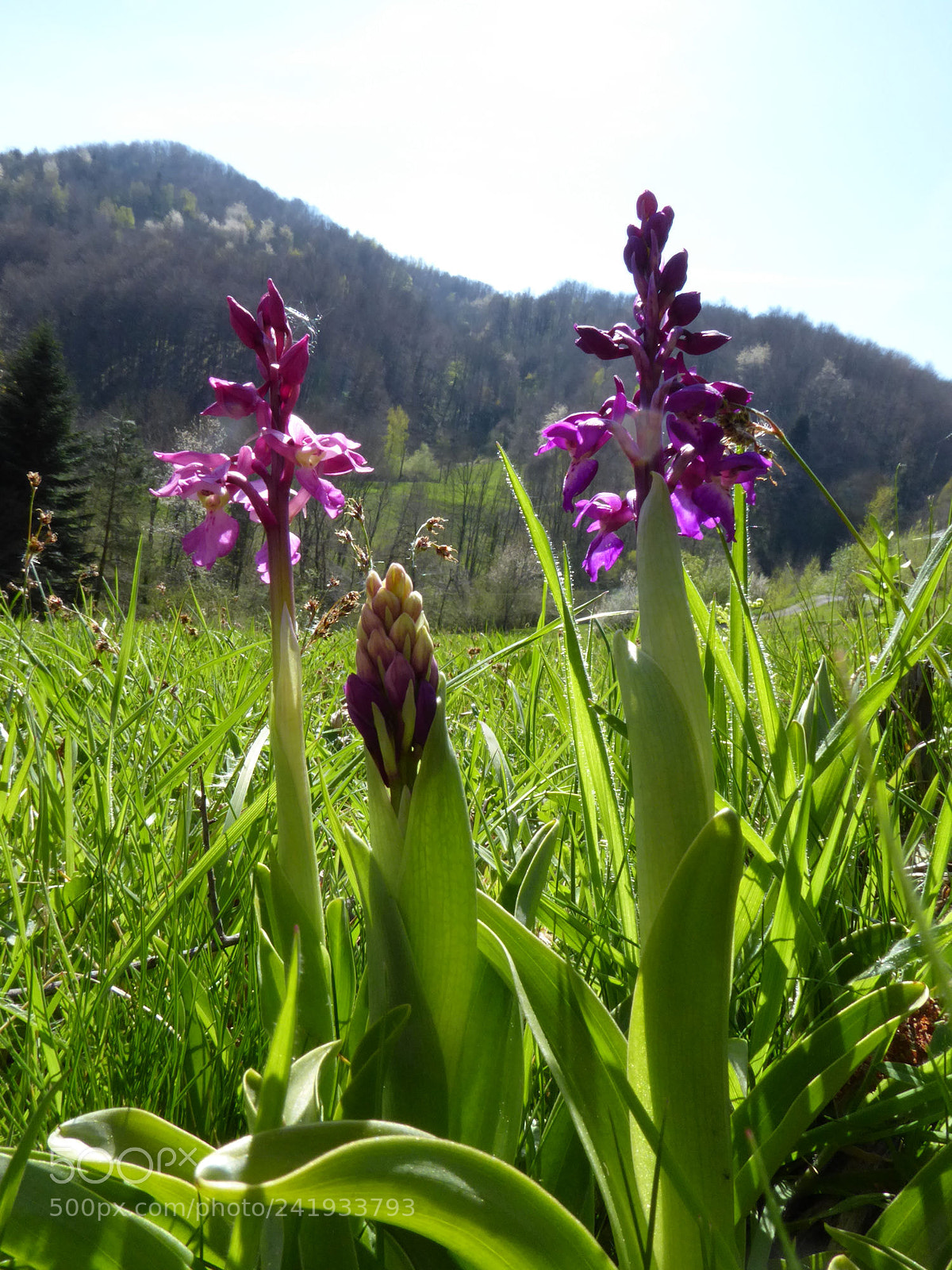 Panasonic Lumix DMC-ZS50 (Lumix DMC-TZ70) sample photo. Orchid time photography