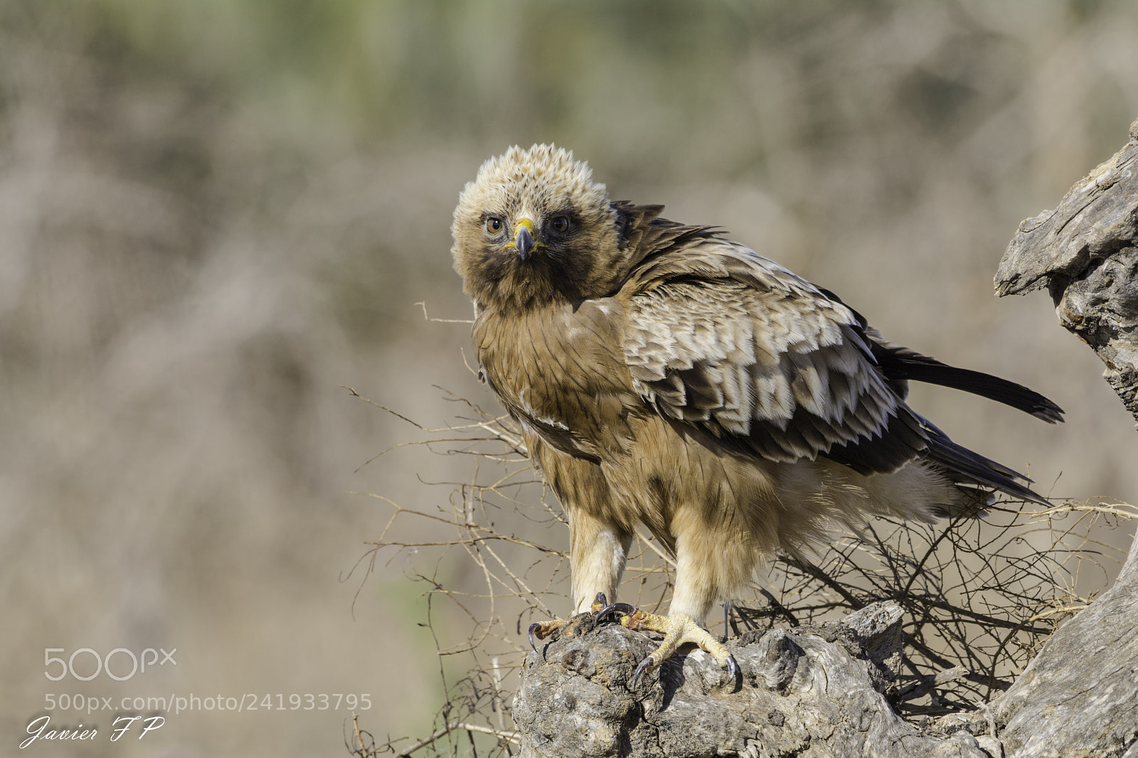 Nikon D7100 sample photo. Eagle walkway (aquila pennata) photography