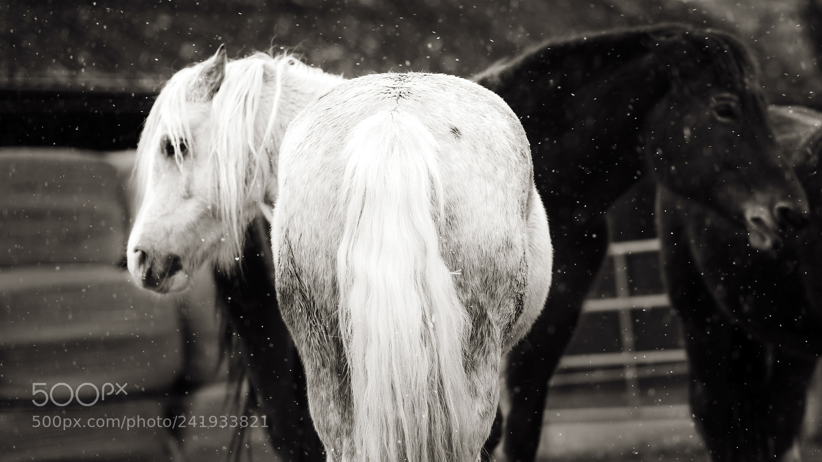 Nikon D800 sample photo. Snowfall photography
