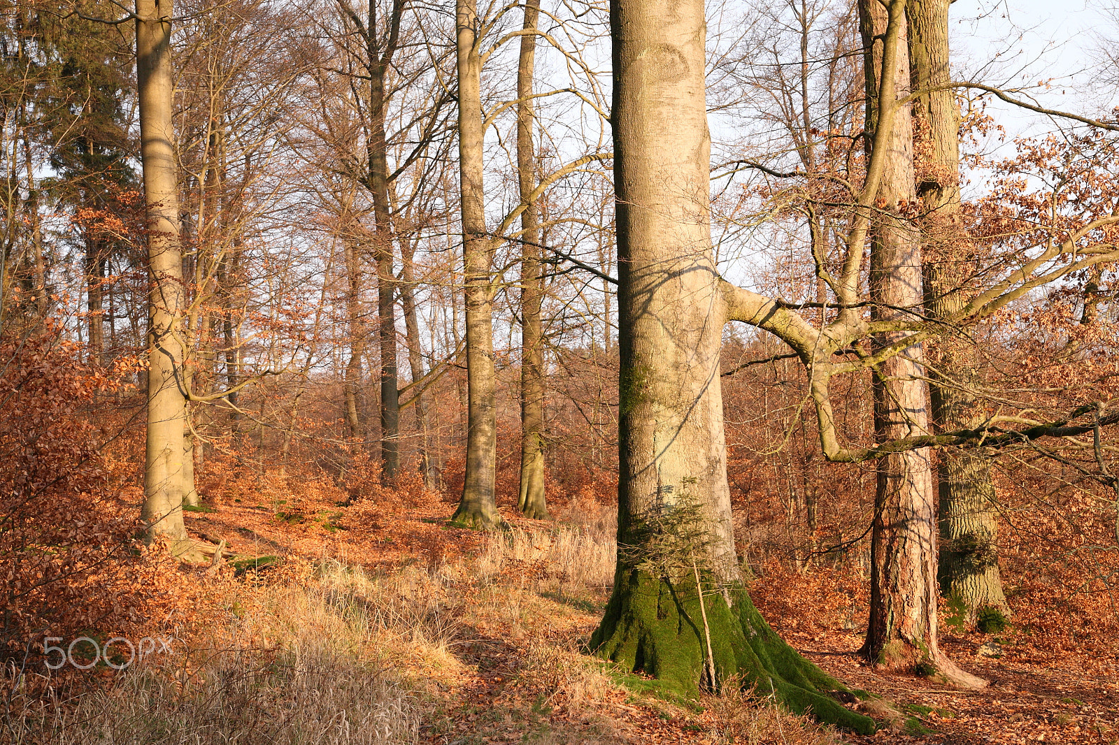 Canon EOS 5D sample photo. Sunny forest ii photography
