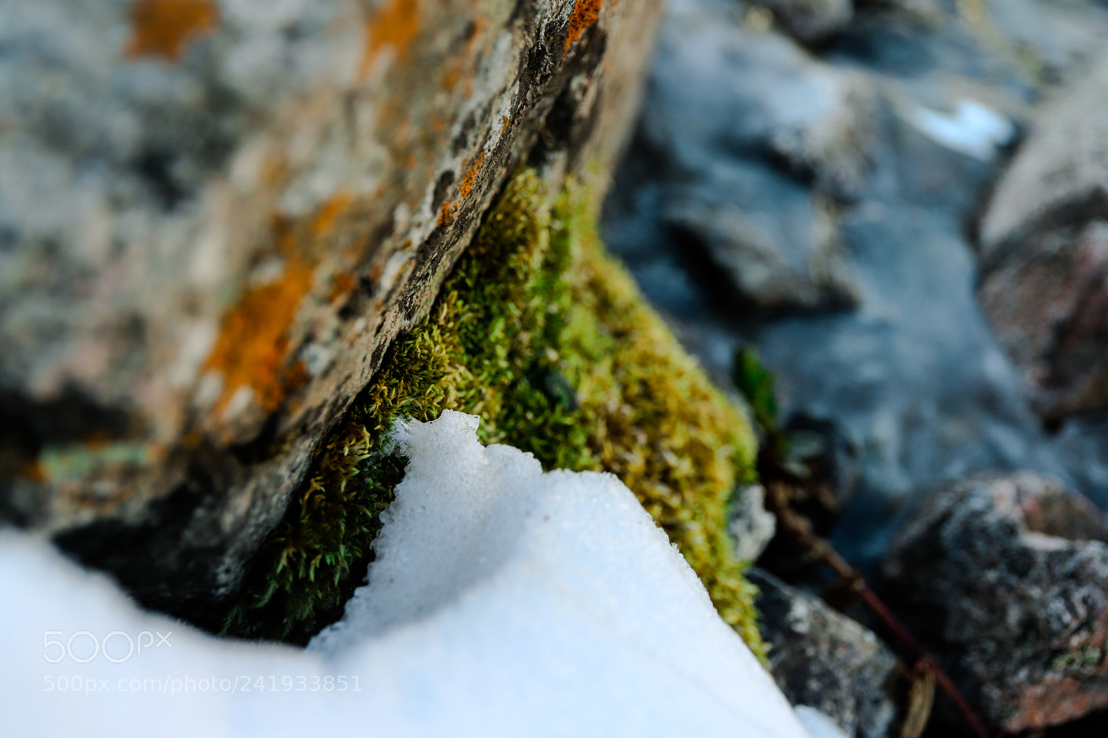 Canon EOS 6D Mark II sample photo. Small nature photography