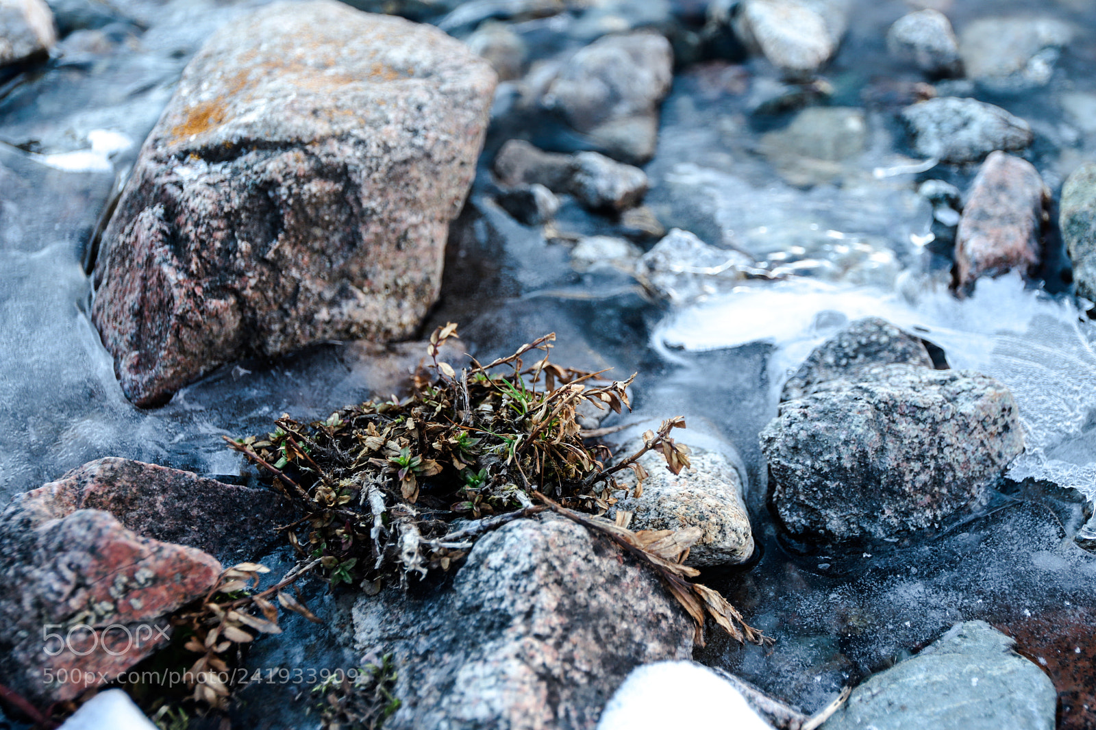Canon EOS 6D Mark II sample photo. Nature in small peaces photography