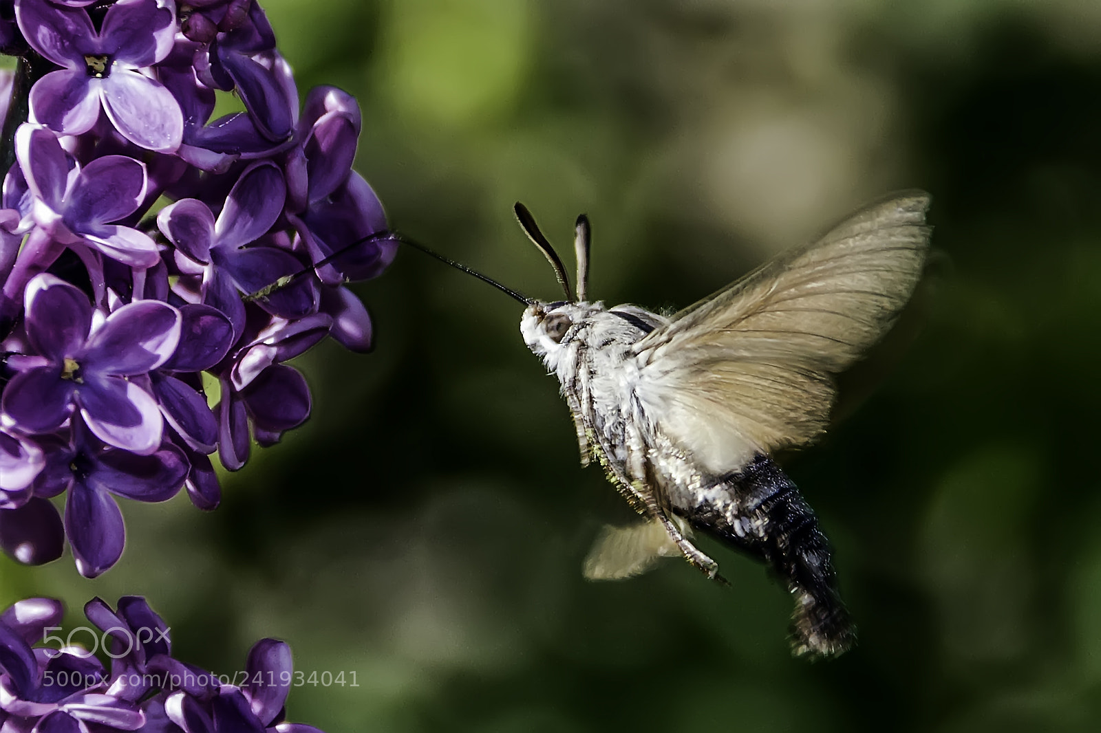Canon EOS 650D (EOS Rebel T4i / EOS Kiss X6i) sample photo. Mariposa colibri photography