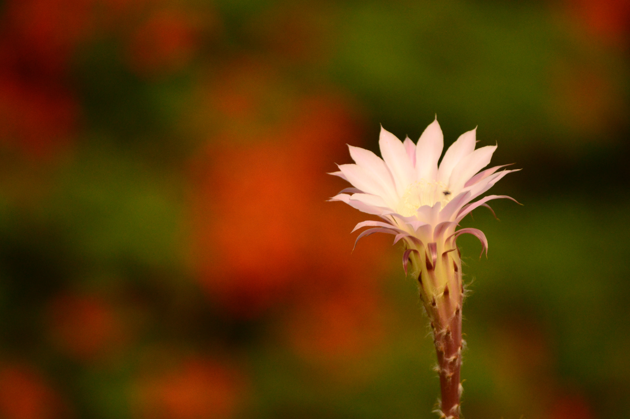 Nikon D3200 sample photo