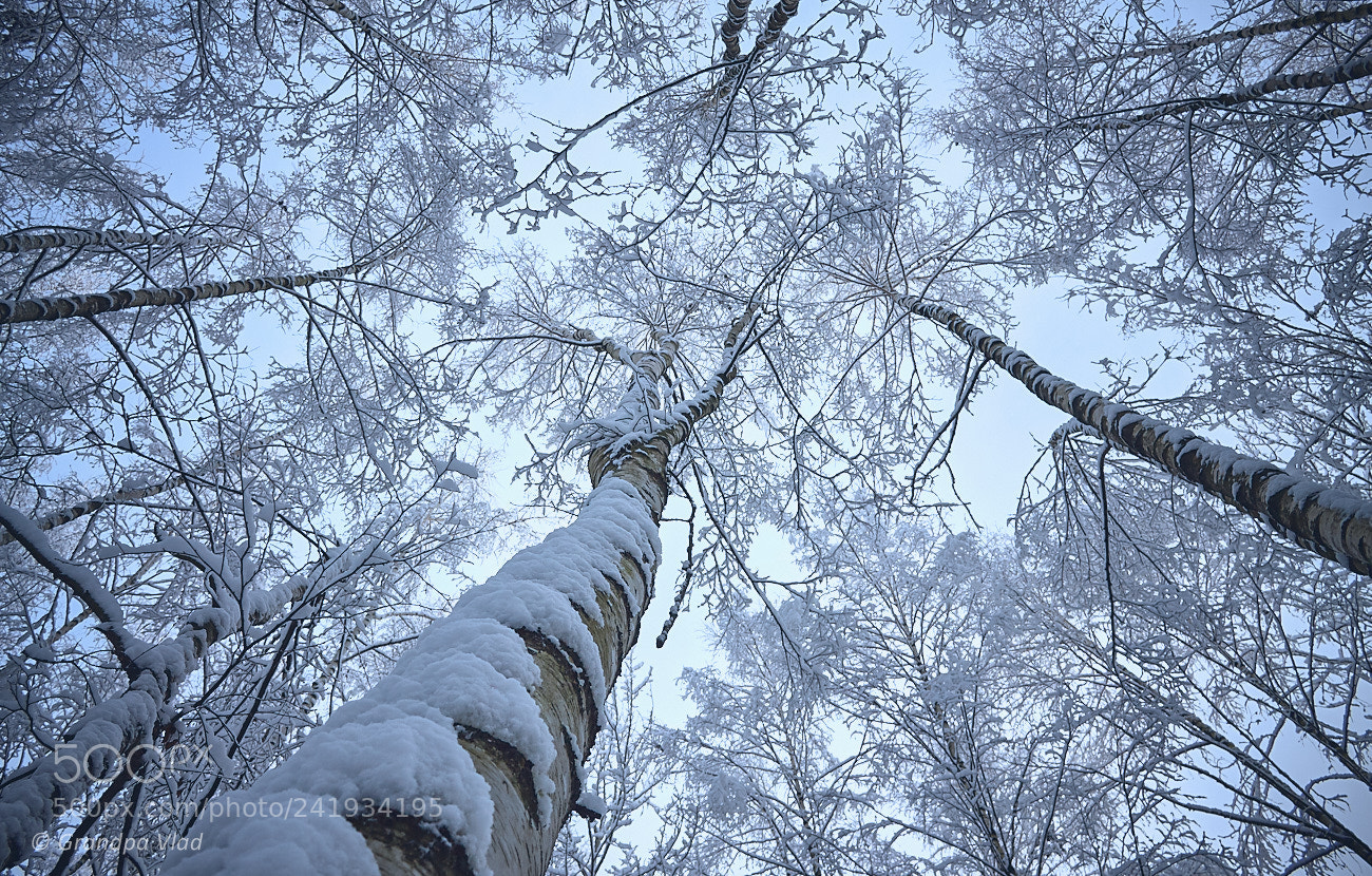 Canon EOS 1100D (EOS Rebel T3 / EOS Kiss X50) sample photo. Snowy traceries... photography