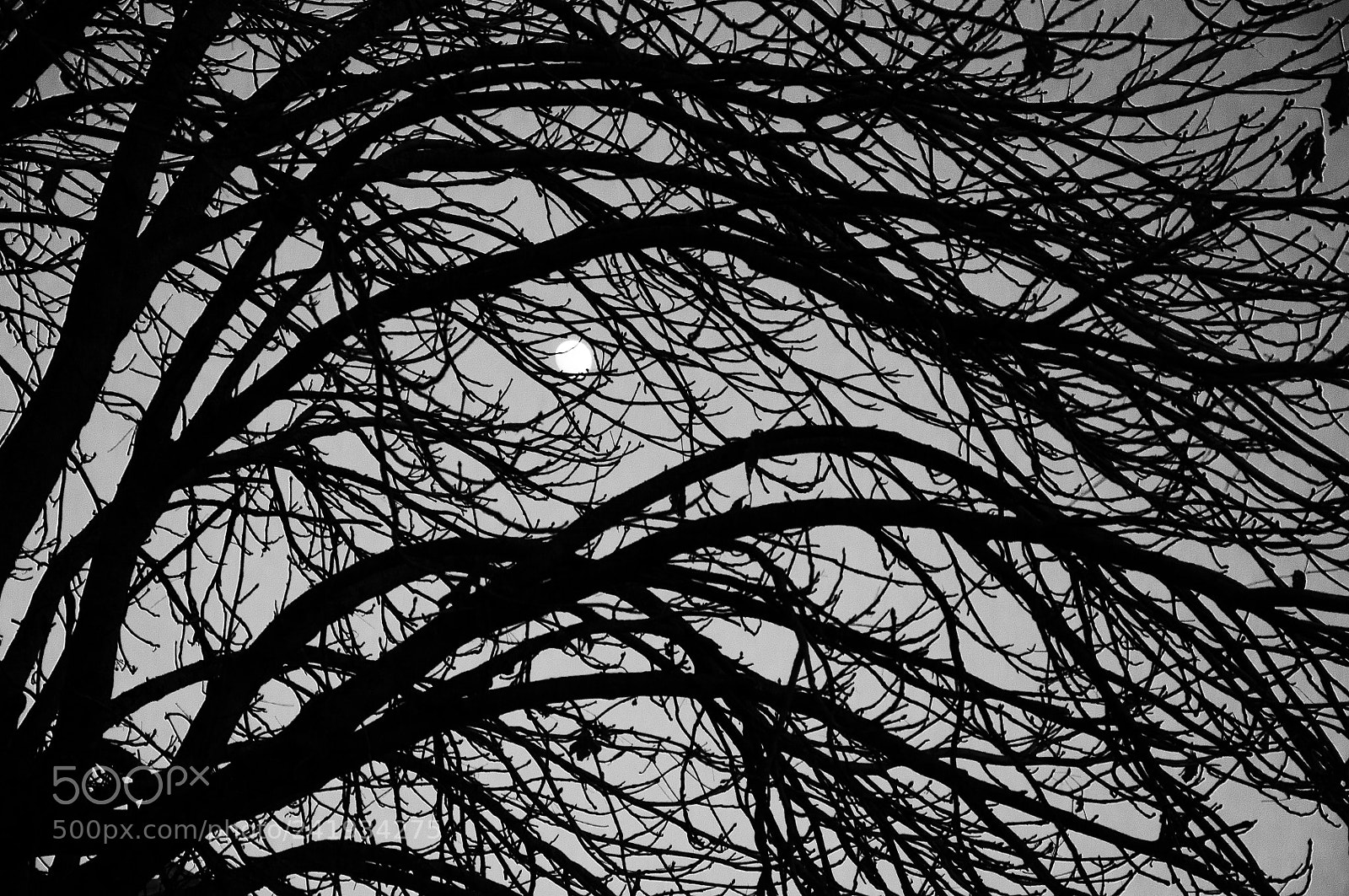 Nikon D300 sample photo. Bare branches with the photography