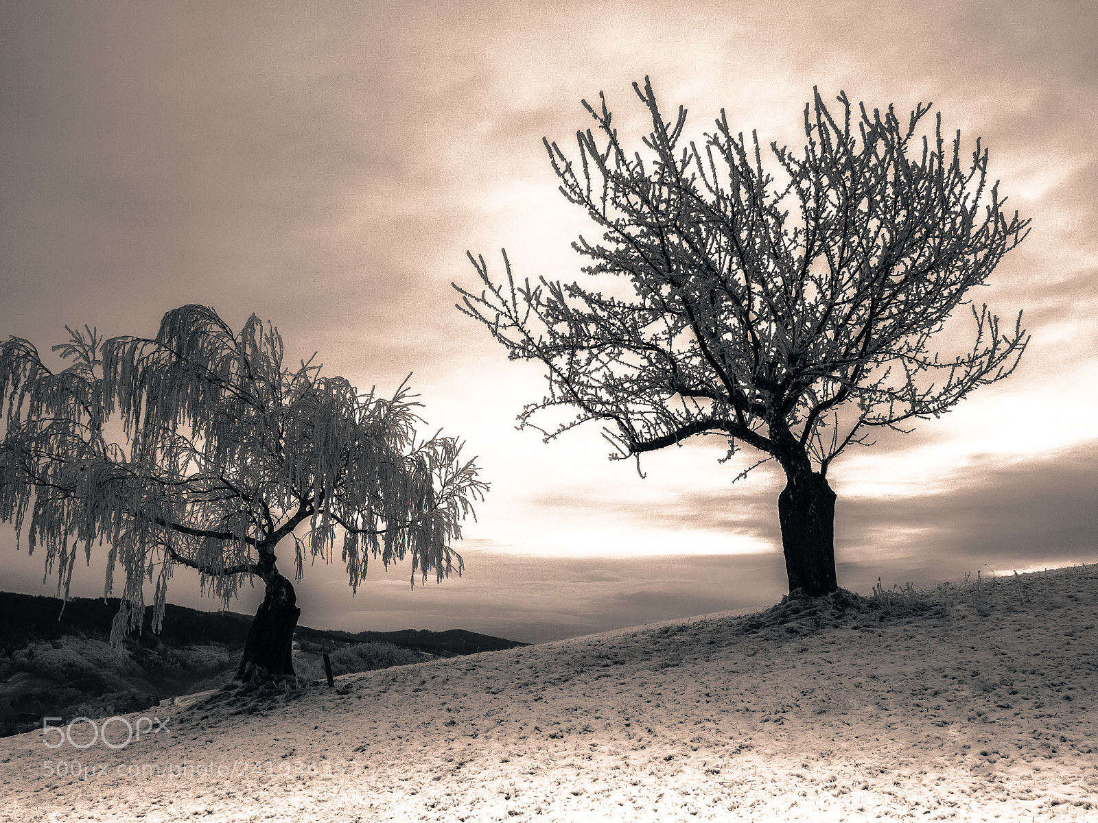 Olympus OM-D E-M5 II sample photo. The magic tree and photography