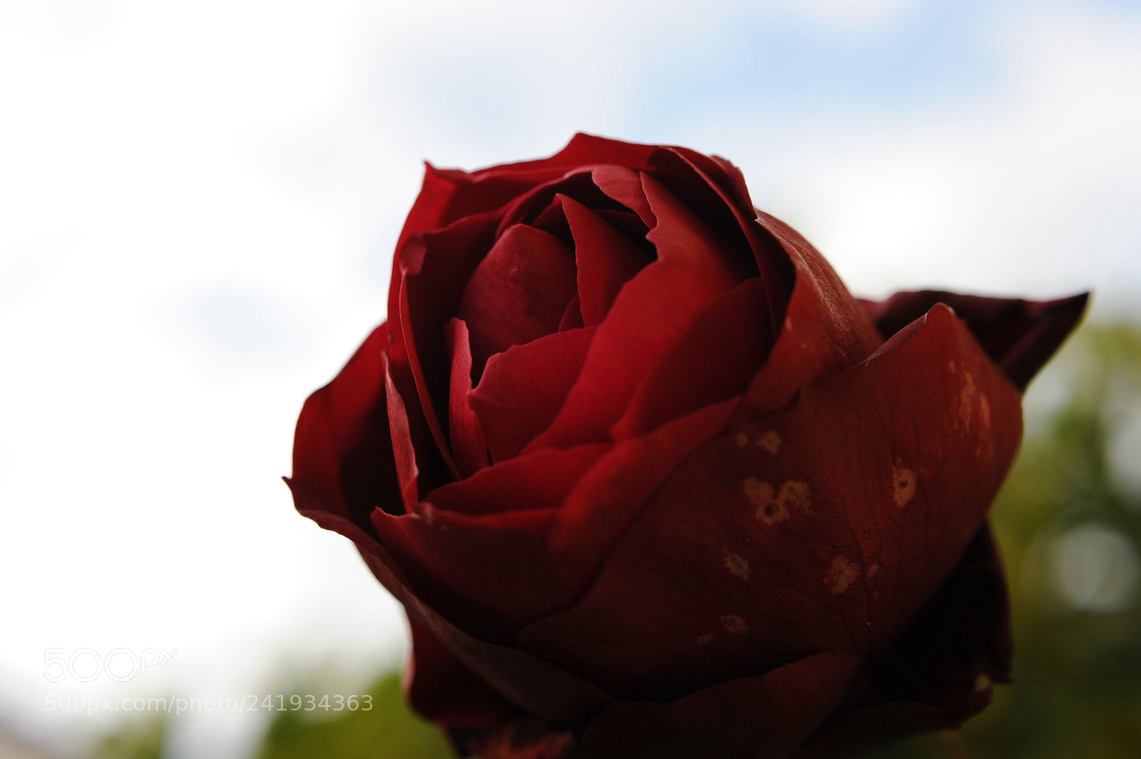 Nikon D700 sample photo. Beauty red rose photography