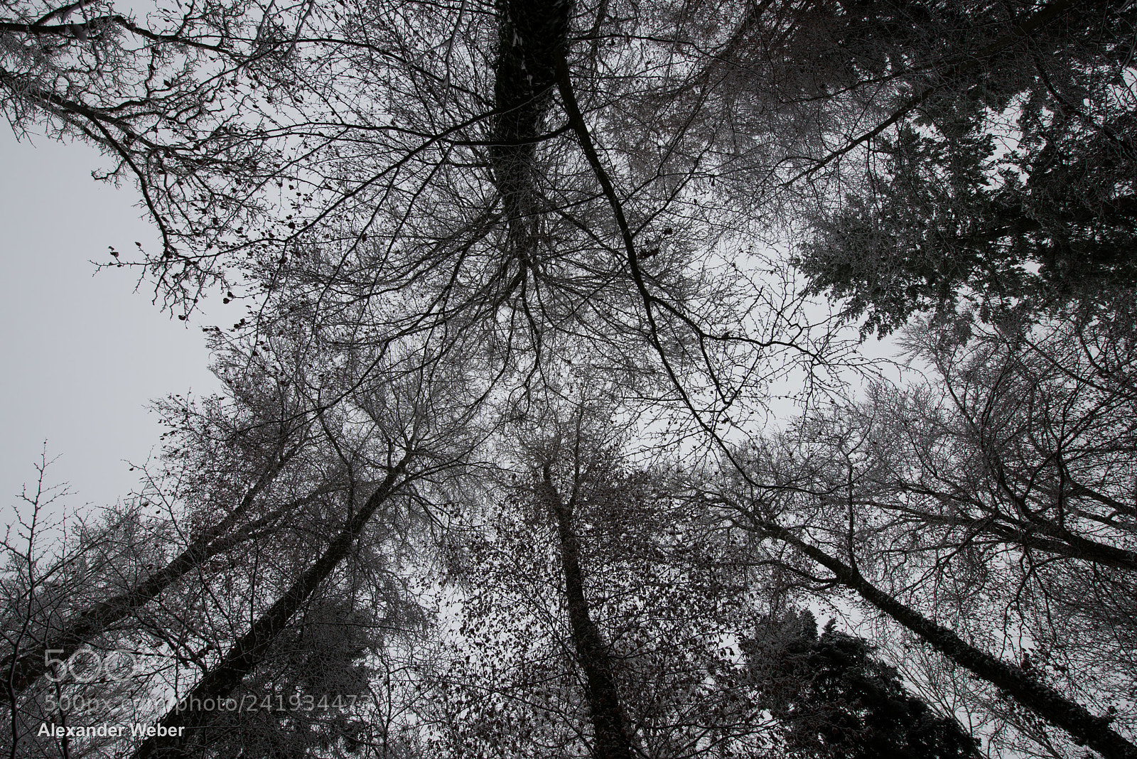 Nikon D600 sample photo. Tree crown photography
