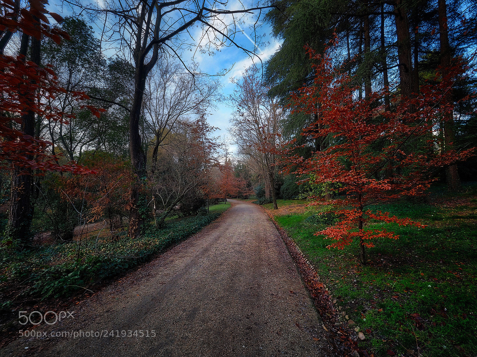 Olympus OM-D E-M5 II sample photo. Colores del bosque photography