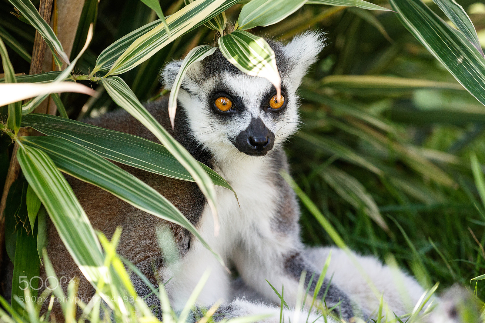 Canon EOS-1D X Mark II sample photo. Ring tailed lemur photography