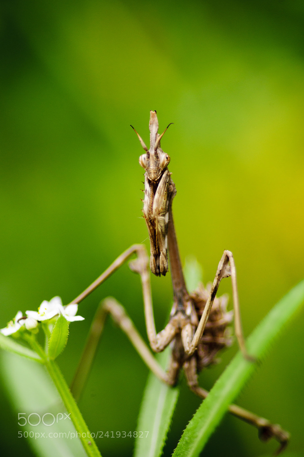 Sony Alpha DSLR-A900 sample photo. Mantis photography