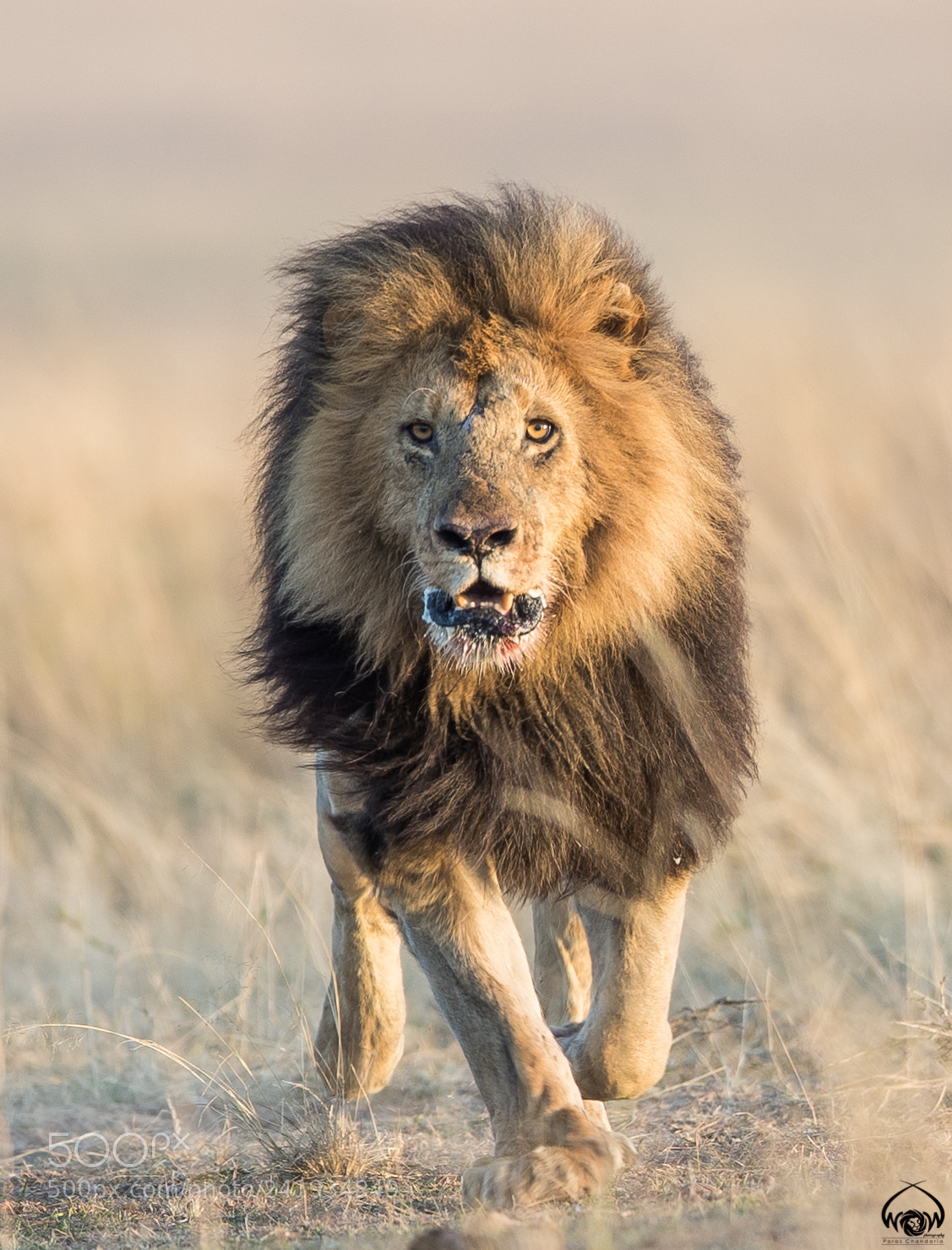 Canon EOS-1D X Mark II sample photo. A fierce king photography
