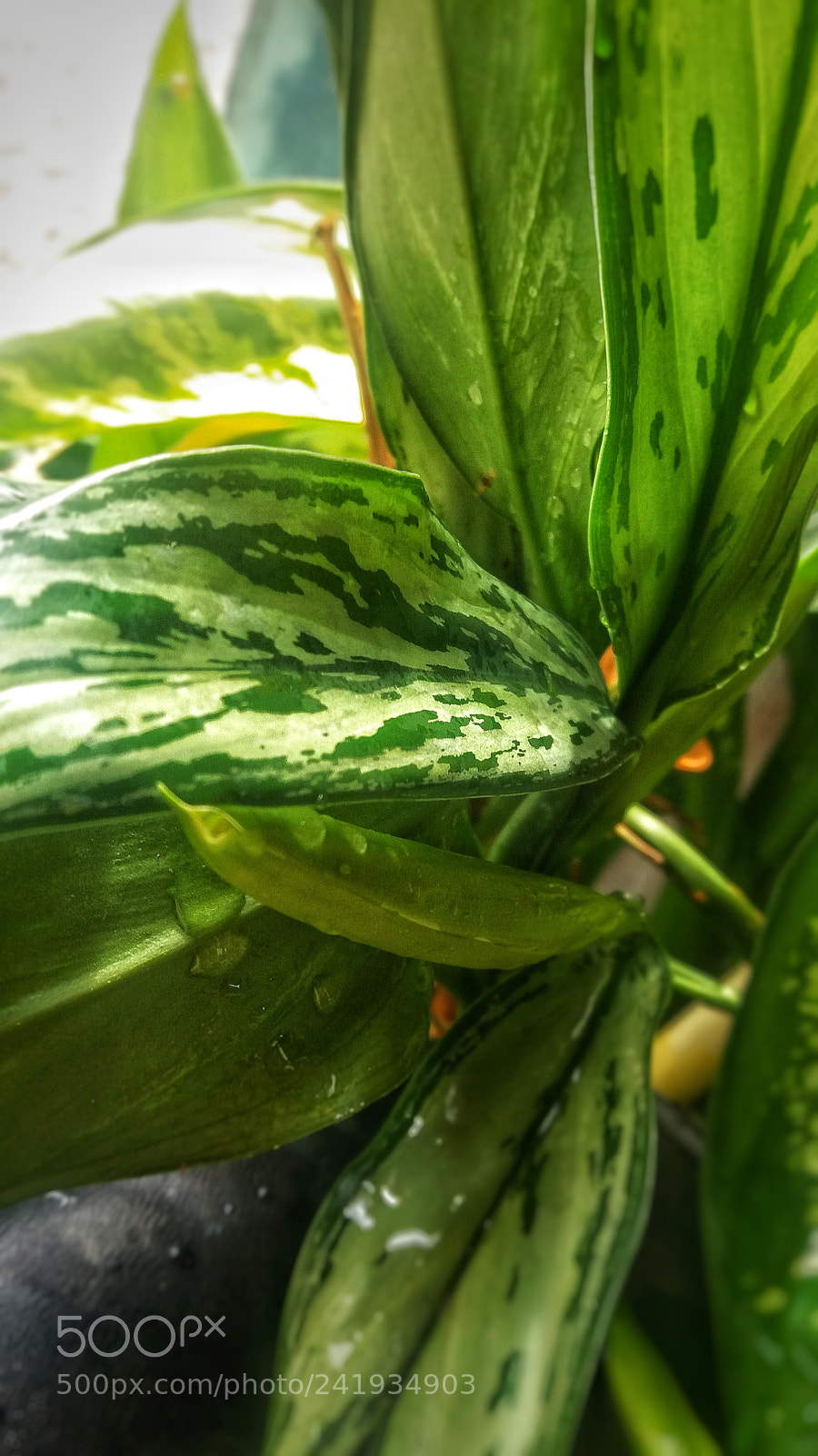 Samsung Galaxy J5 sample photo. Untitled photography