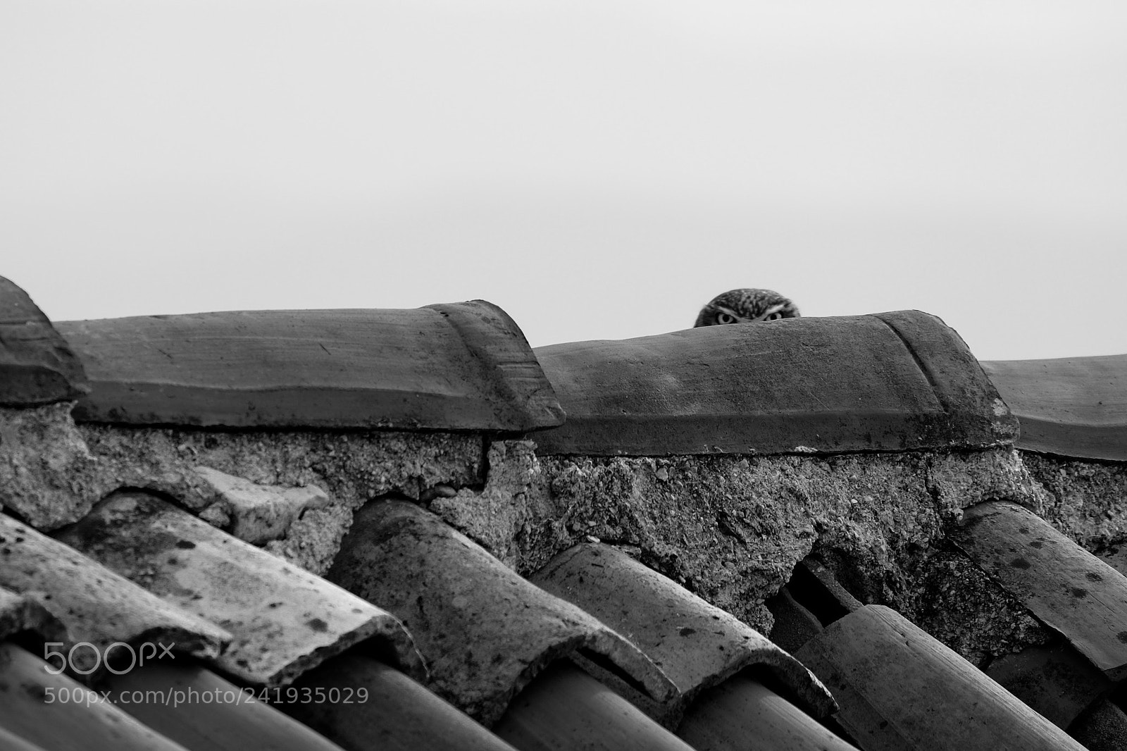Fujifilm X-T1 sample photo. The sight photography