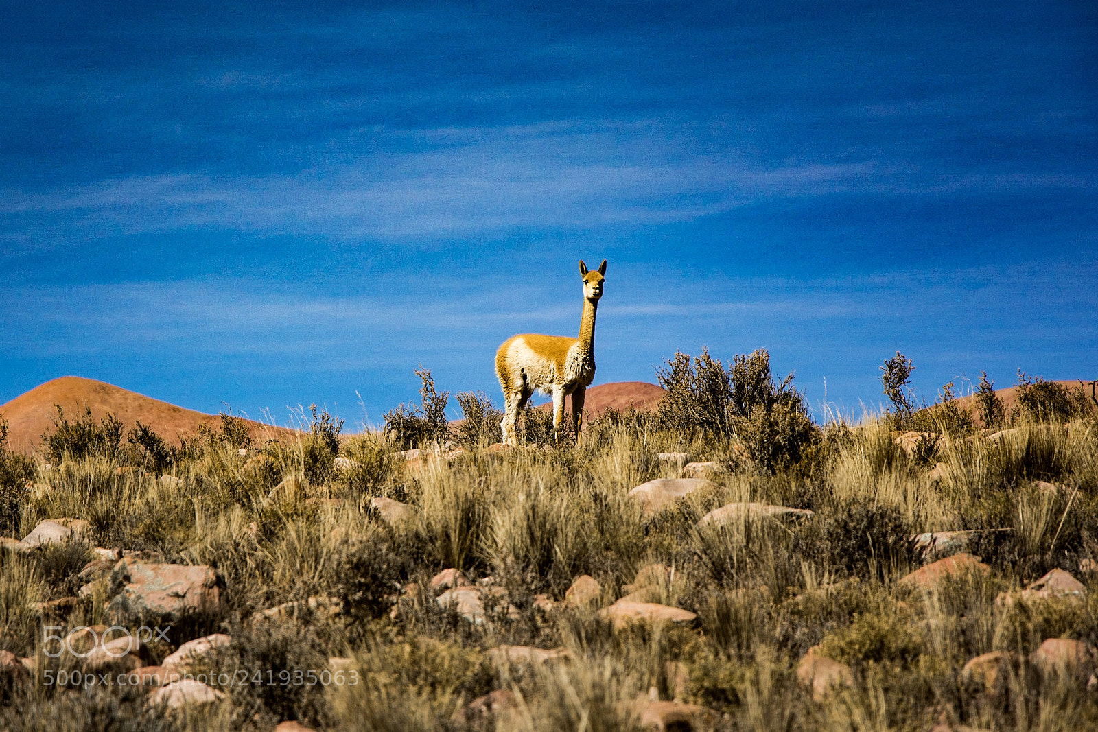 Nikon D7100 sample photo. Guanaco photography