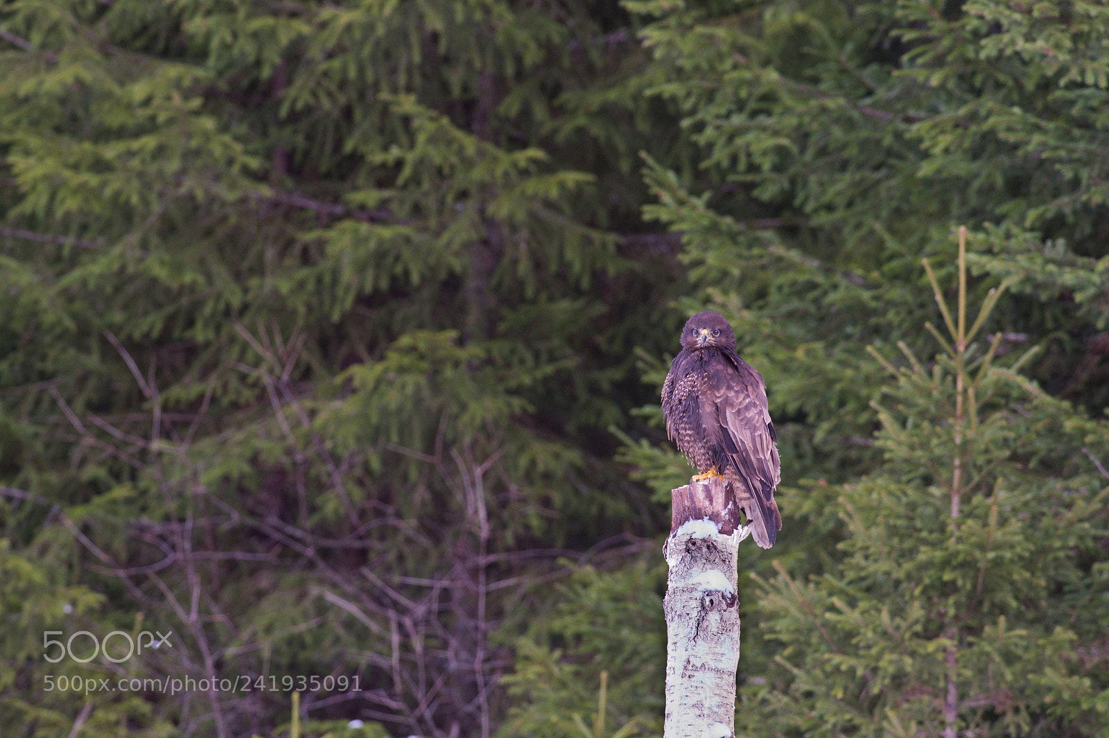 Nikon D4S sample photo. Guard on his position. photography