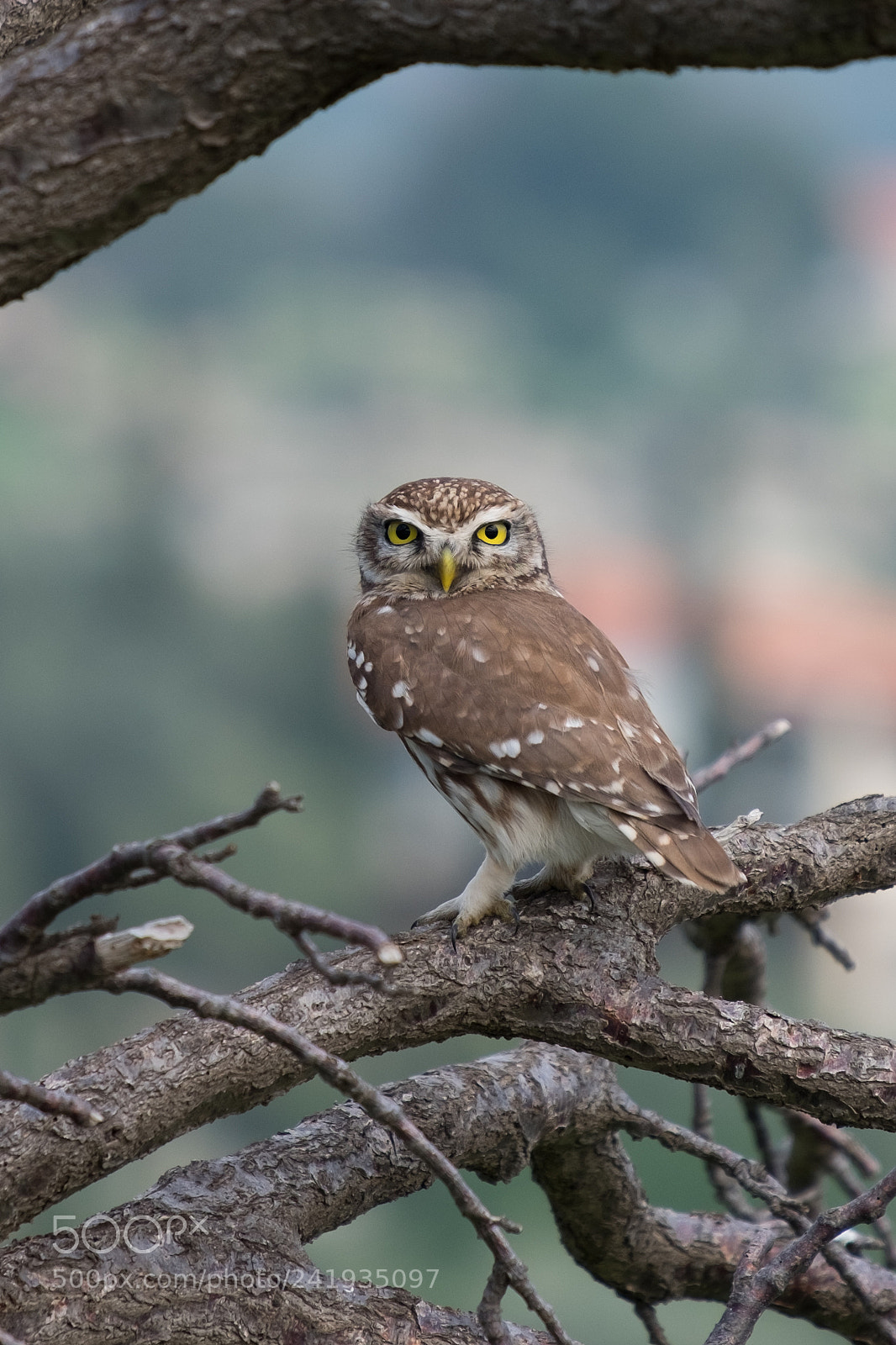 Fujifilm X-T1 sample photo. Owl close up photography