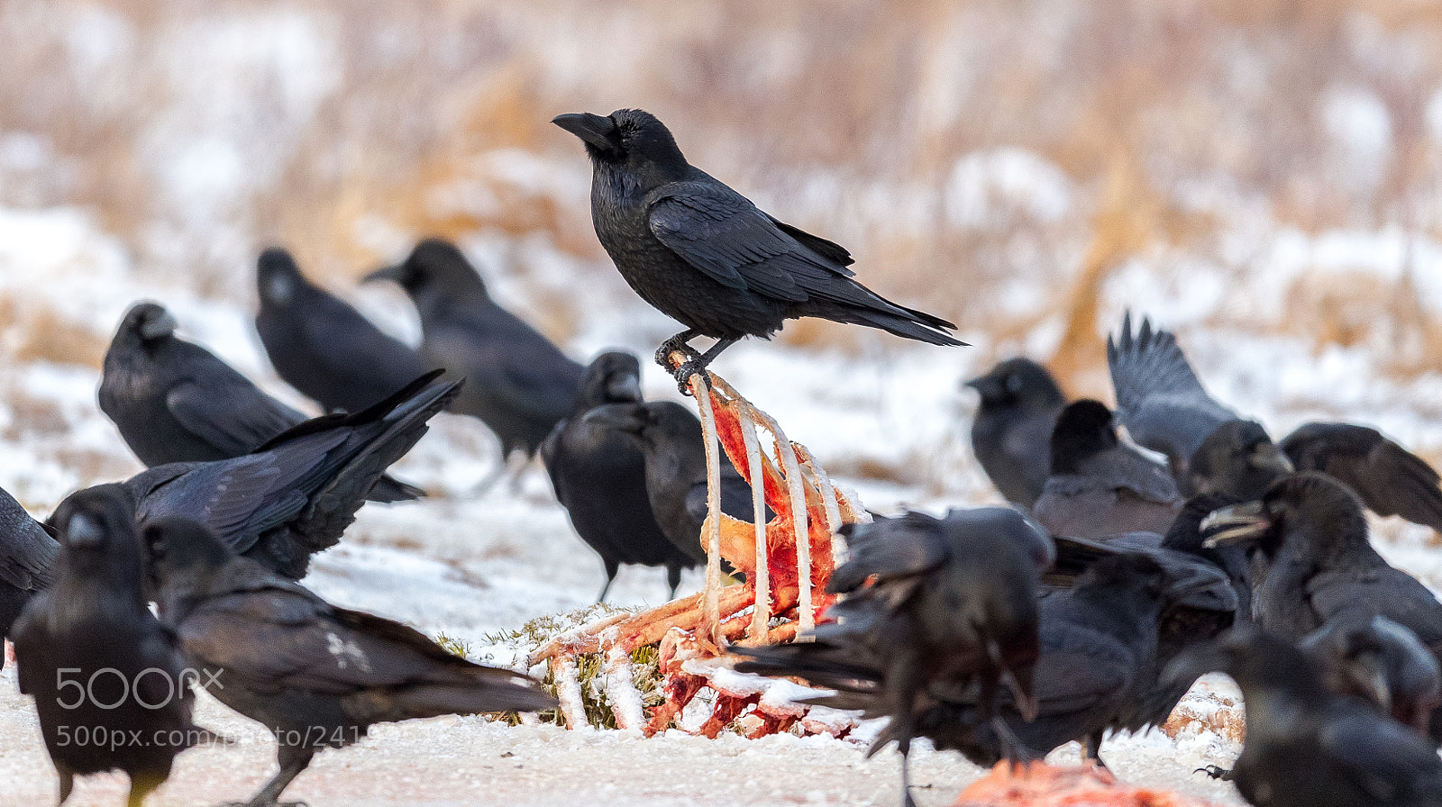 Nikon D5 sample photo. Raven photography