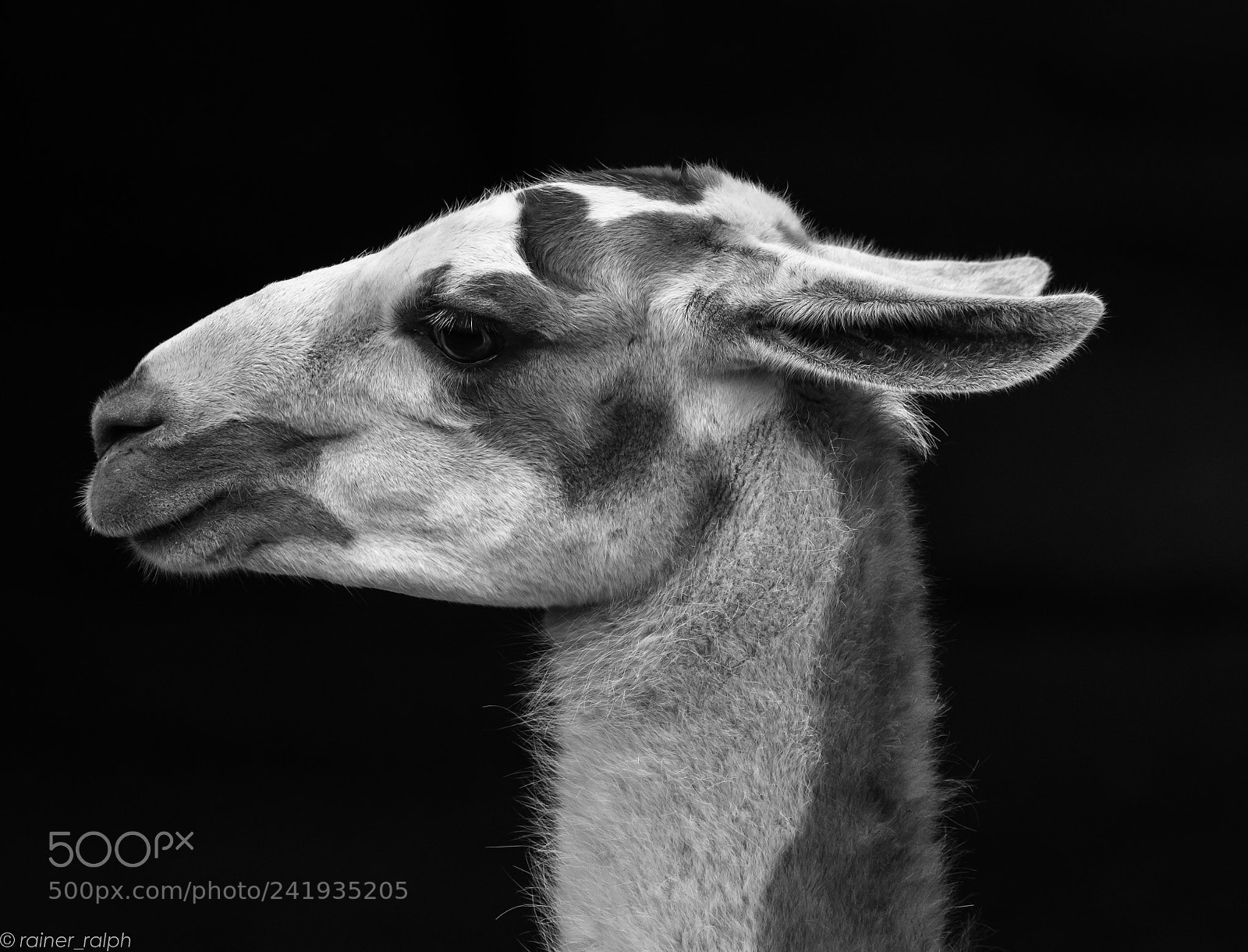 Olympus OM-D E-M1 Mark II sample photo. Lama glama photography