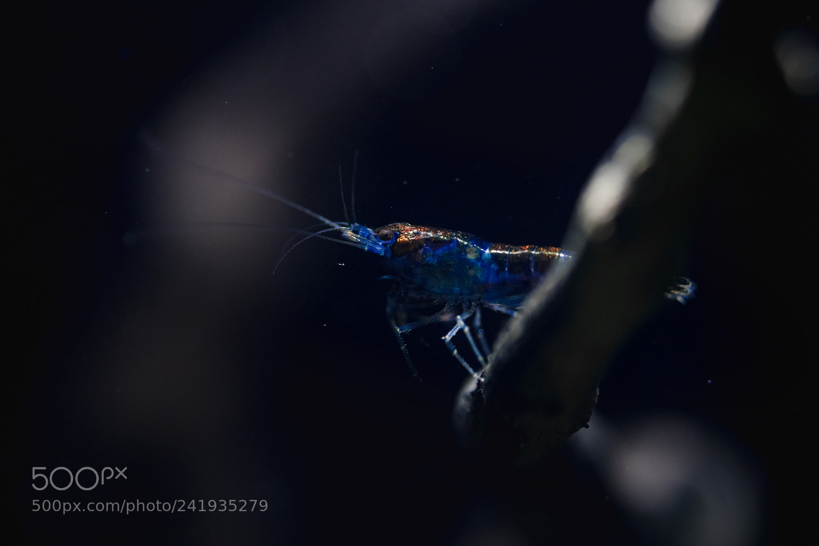 Sony a6300 sample photo. Blue shrimp photography