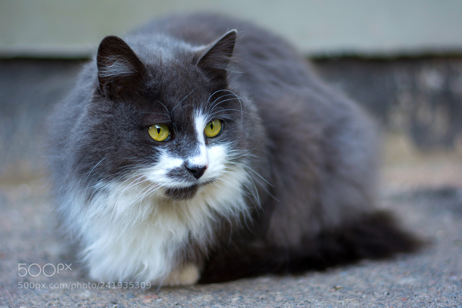Nikon D7200 sample photo. My cat does not photography