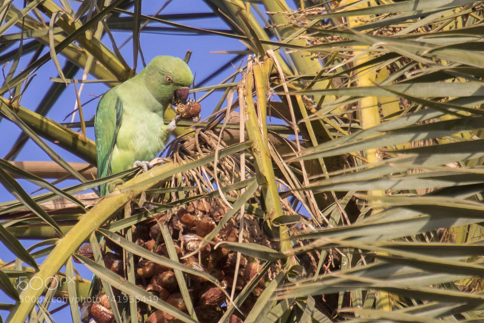 Canon EOS 750D (EOS Rebel T6i / EOS Kiss X8i) sample photo. Rose ringed parakeet psittacula photography