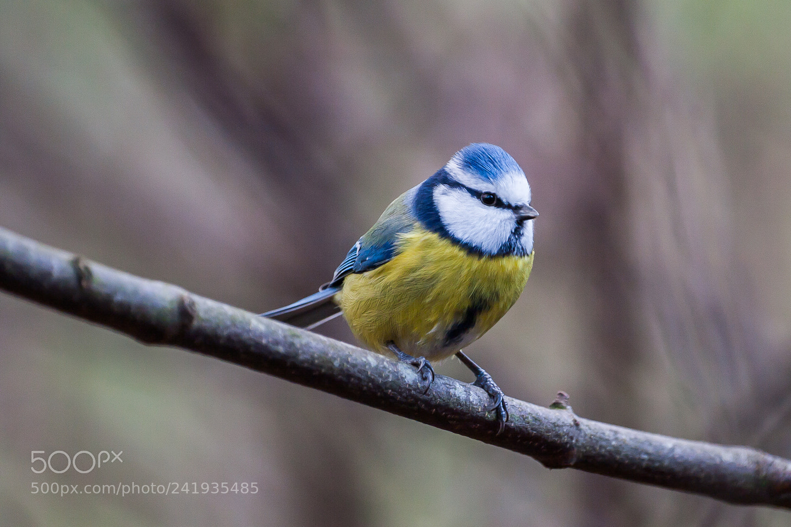 Canon EOS 20D sample photo. Bluetit photography