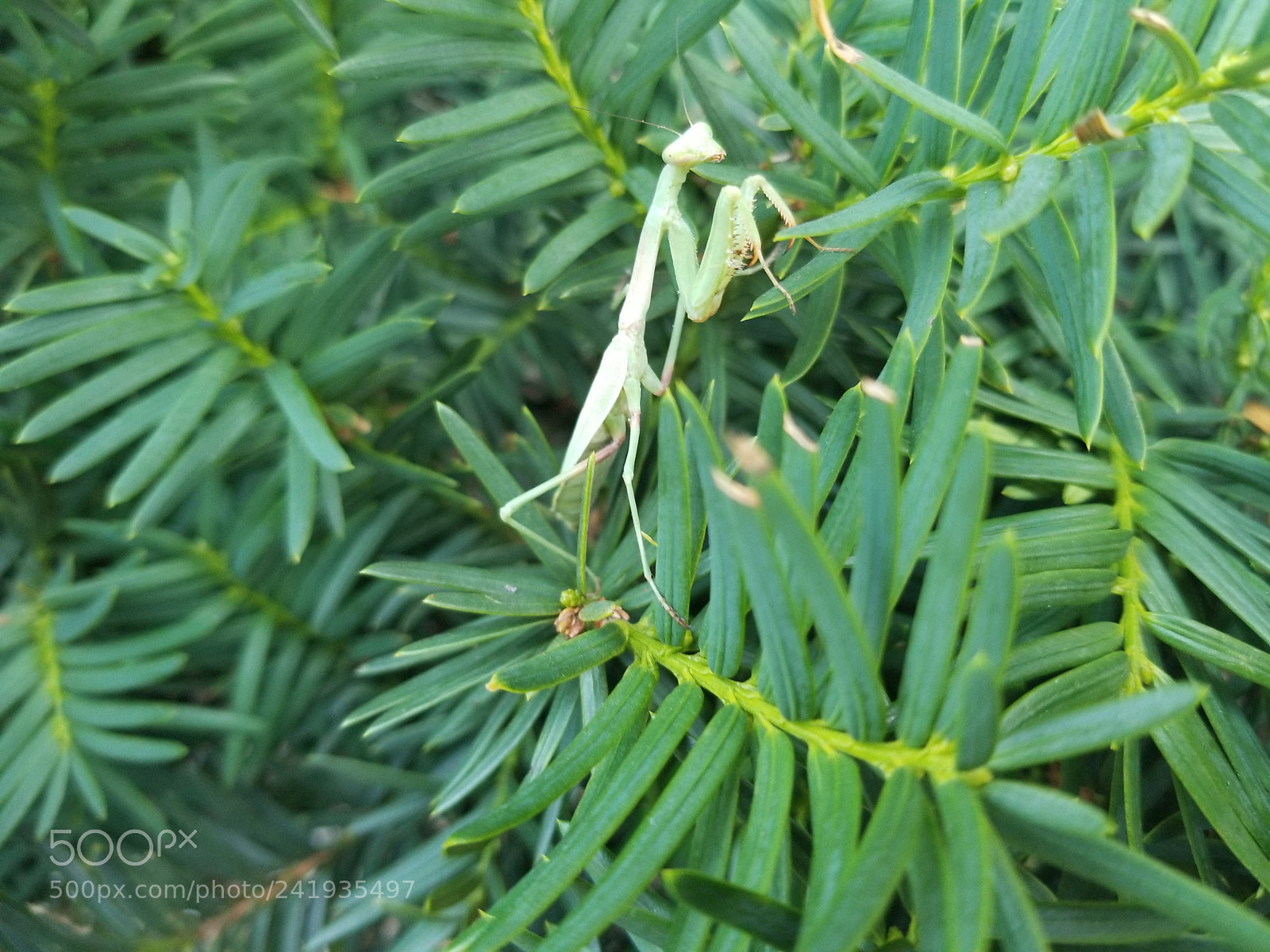 Samsung Galaxy S8 sample photo. An insect photography