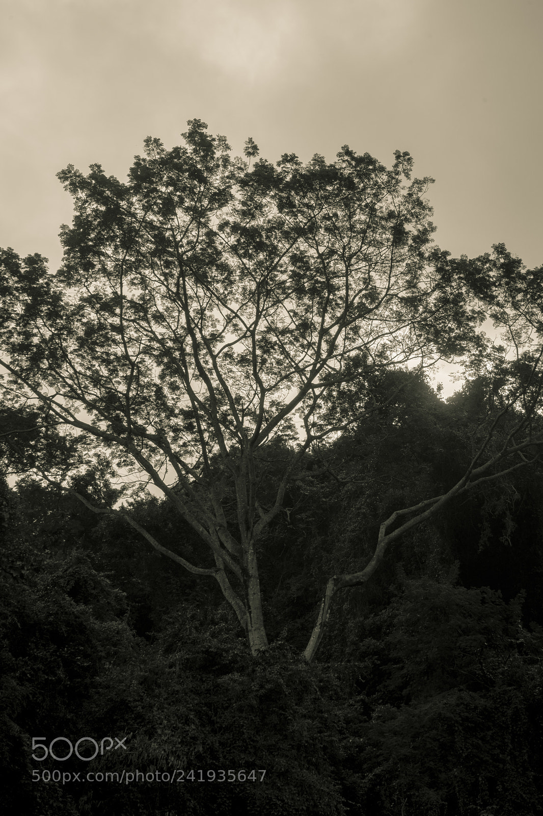 Sony a7 II sample photo. A tree in palenque photography