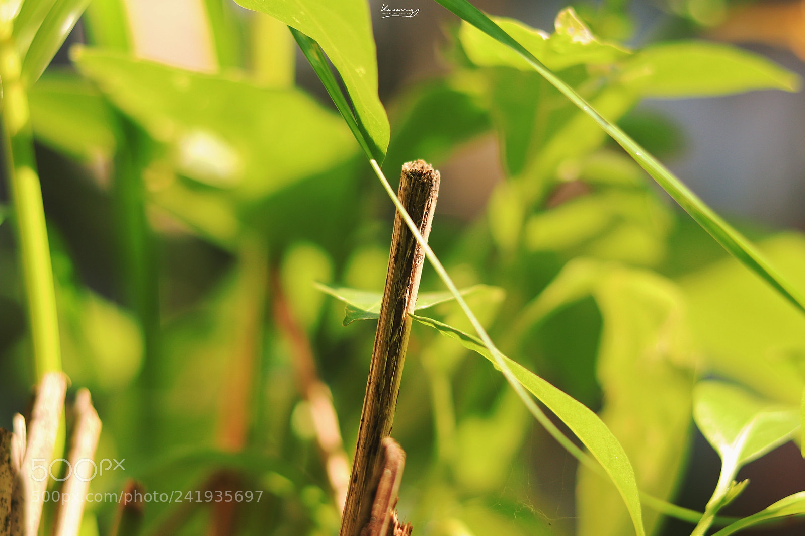 Canon EOS 77D (EOS 9000D / EOS 770D) sample photo. Subject#landscape#yellow#green# photography