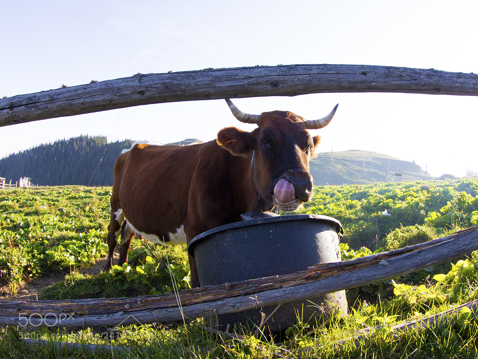 Canon EOS 60D sample photo. Morning cow photography