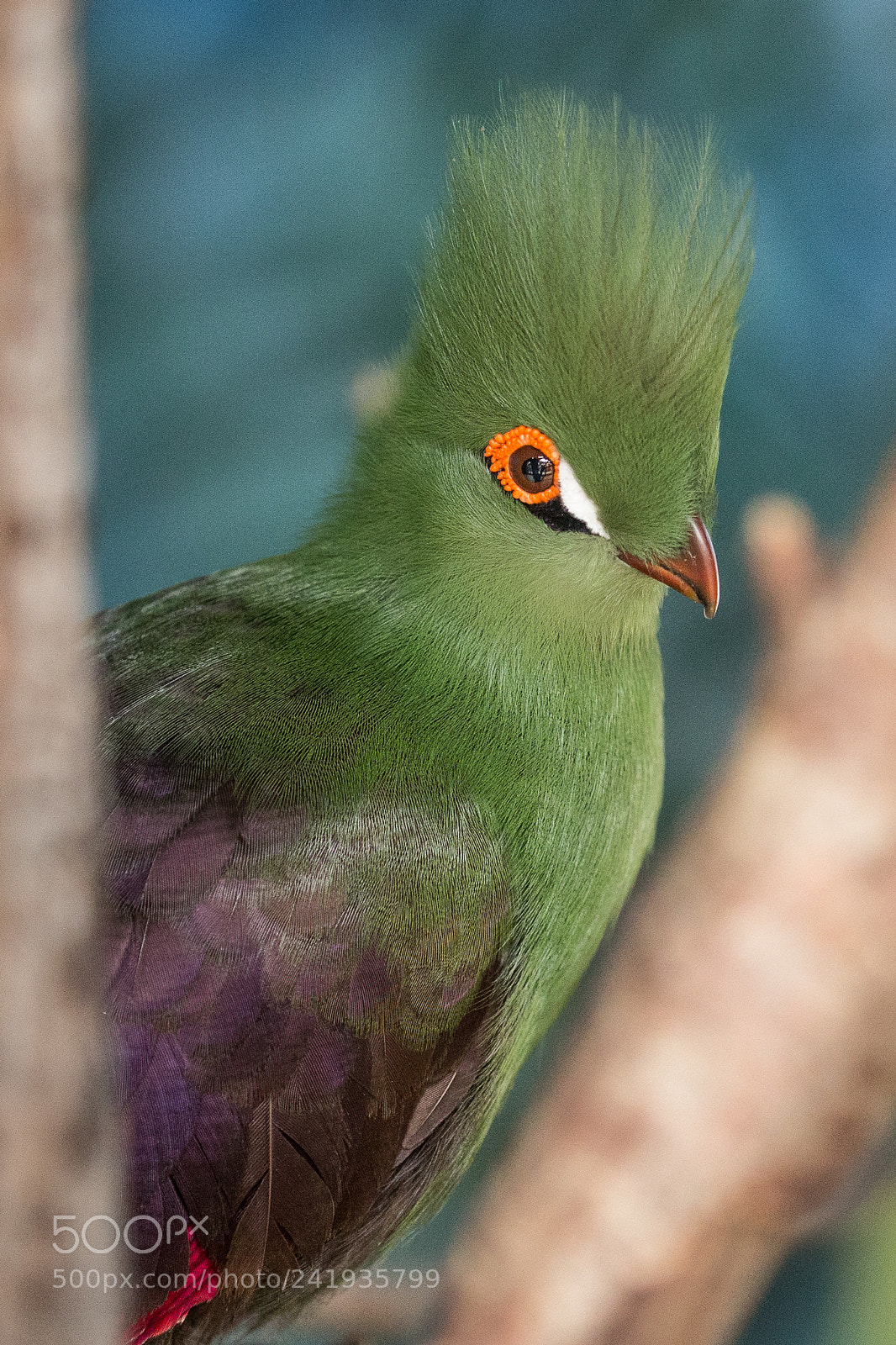 Canon EOS-1D X sample photo. Senegal turaco photography