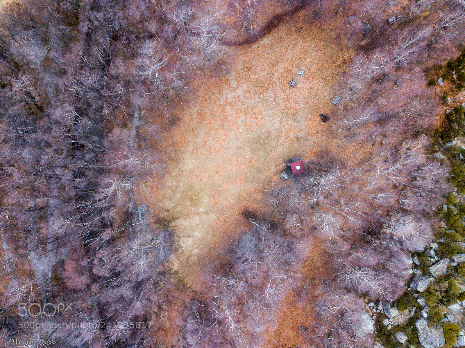 DJI FC220 sample photo. Enchanted forest photography
