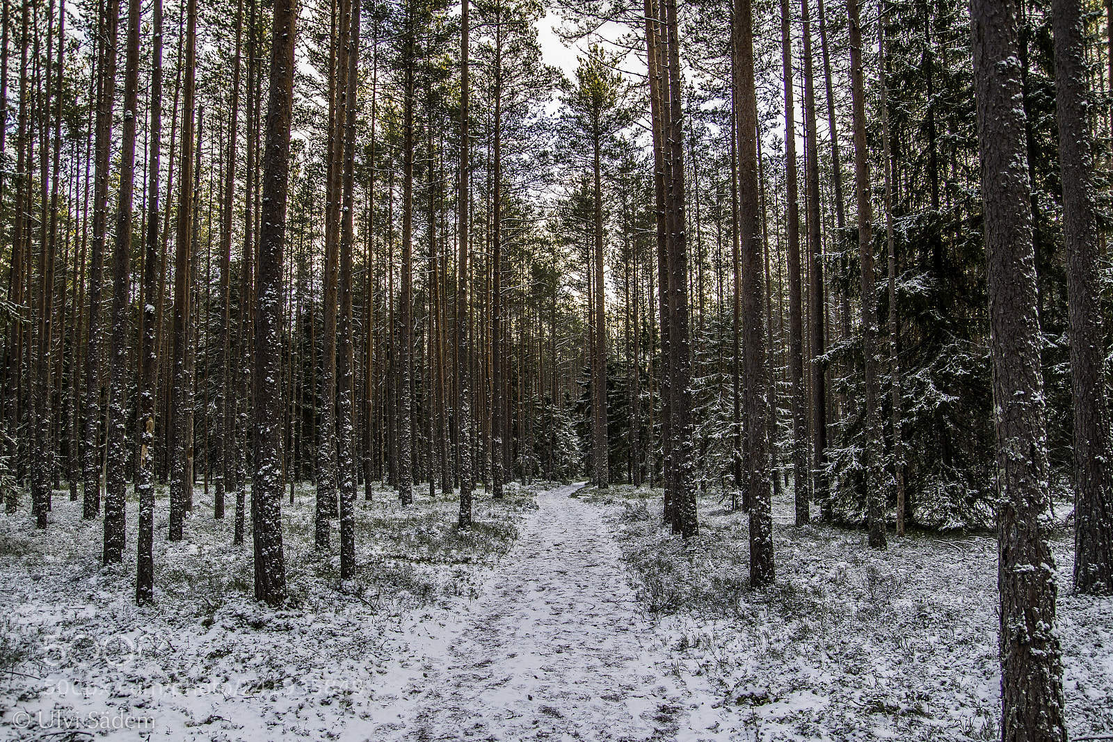 Canon EOS 650D (EOS Rebel T4i / EOS Kiss X6i) sample photo. Into the forest photography
