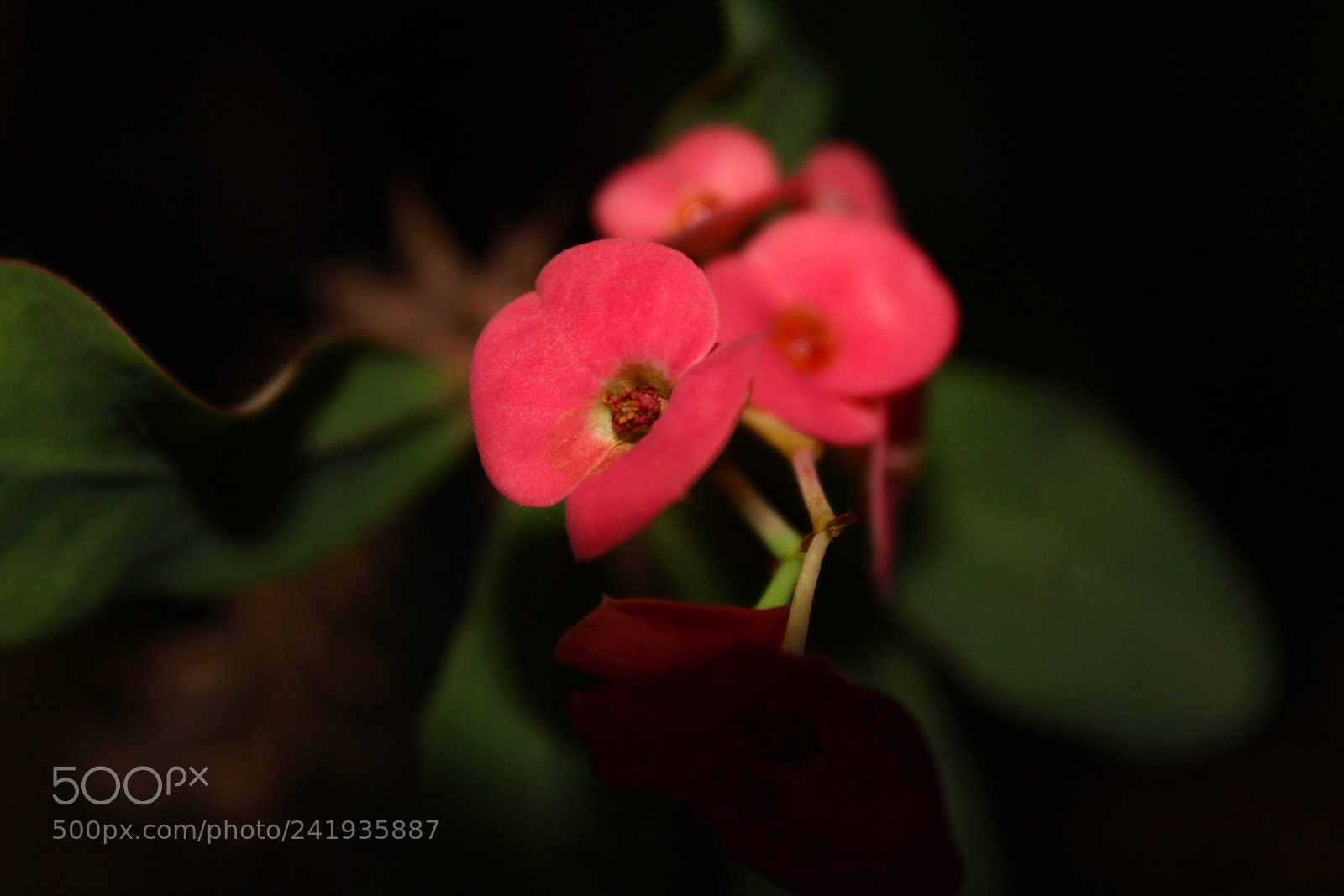 Canon EF-S 18-55mm F3.5-5.6 III sample photo. Kiss me quick flowers photography