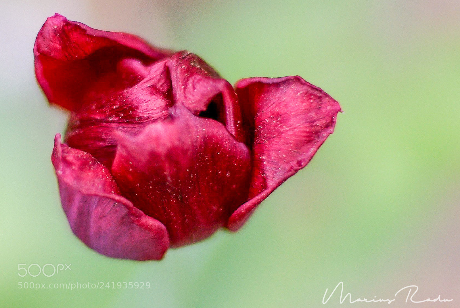 Pentax K10D sample photo. Another red tulip photography