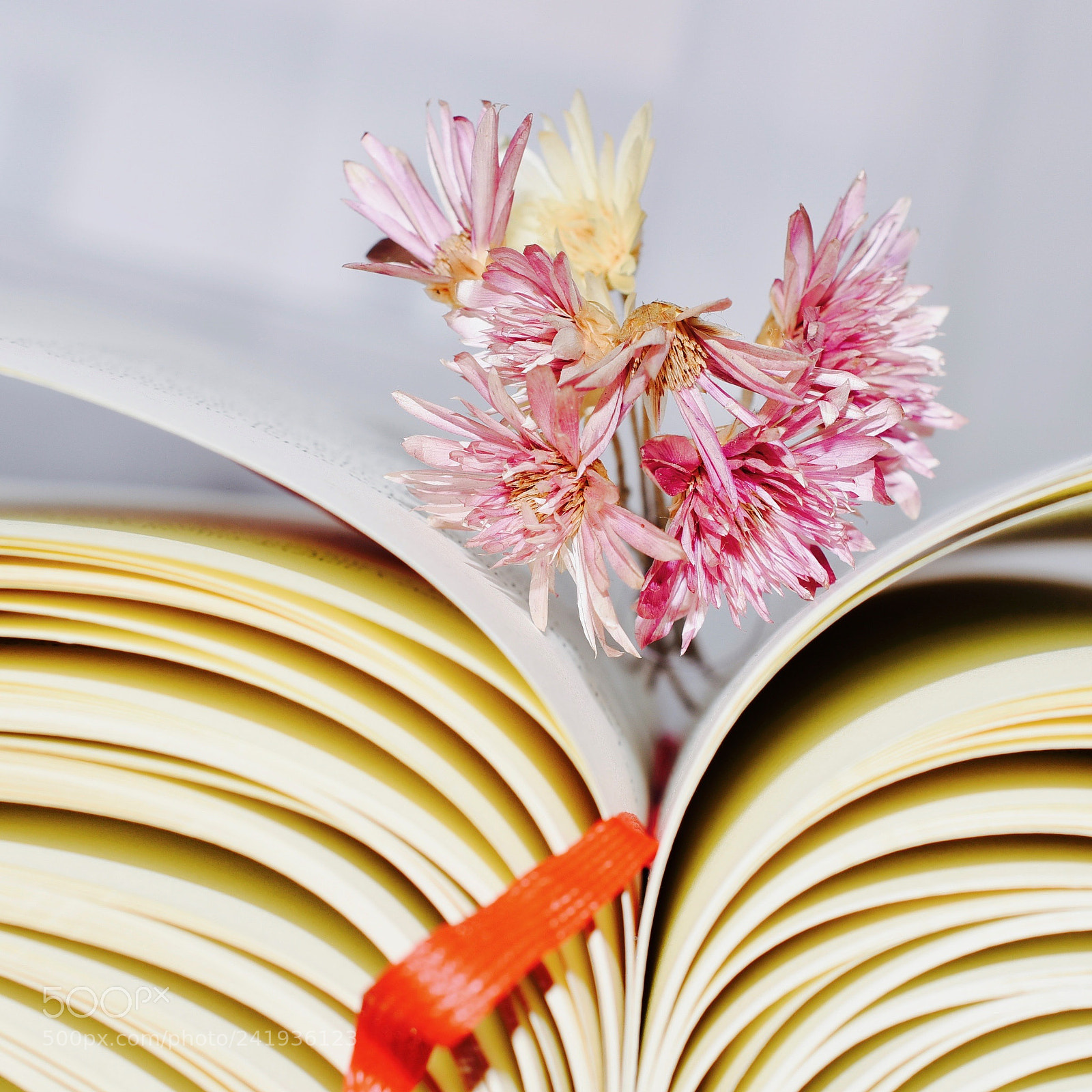 Nikon D810 sample photo. Book & flower photography