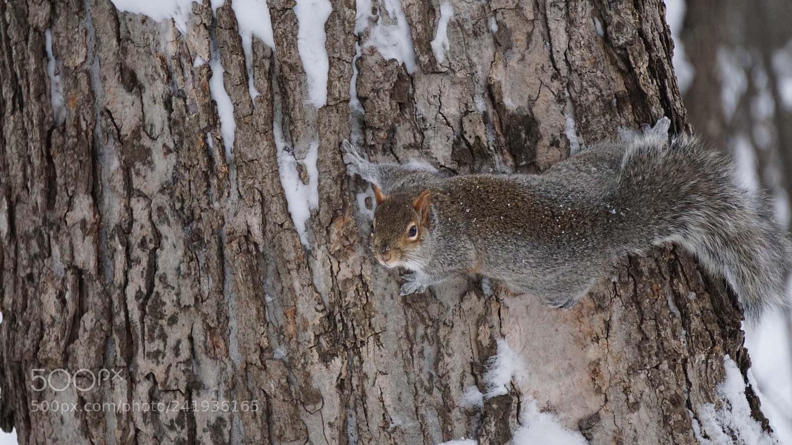 Sony E 55-210mm F4.5-6.3 OSS sample photo. Écureuil -  squirrel photography