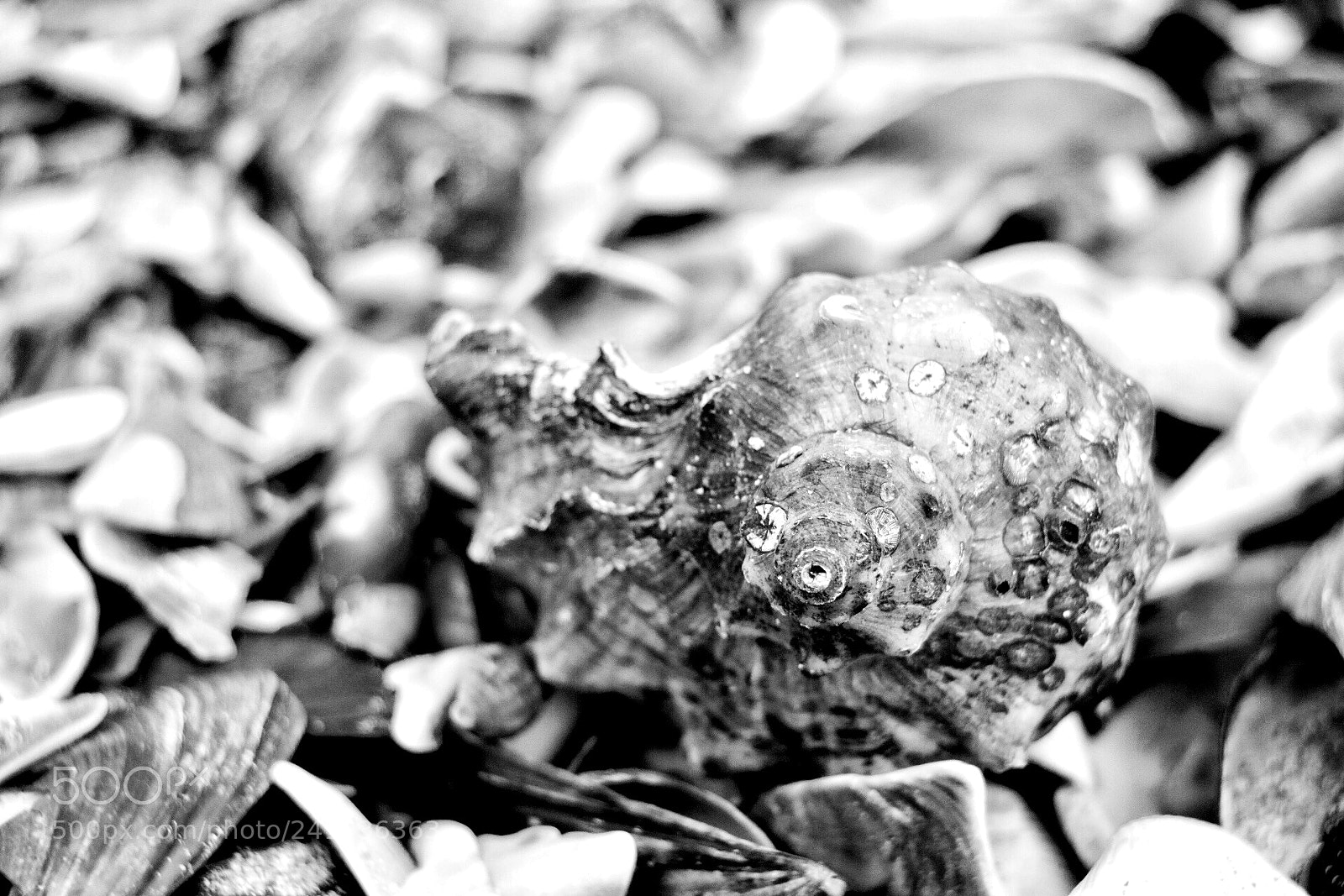 Canon EOS 750D (EOS Rebel T6i / EOS Kiss X8i) sample photo. Untitled photography