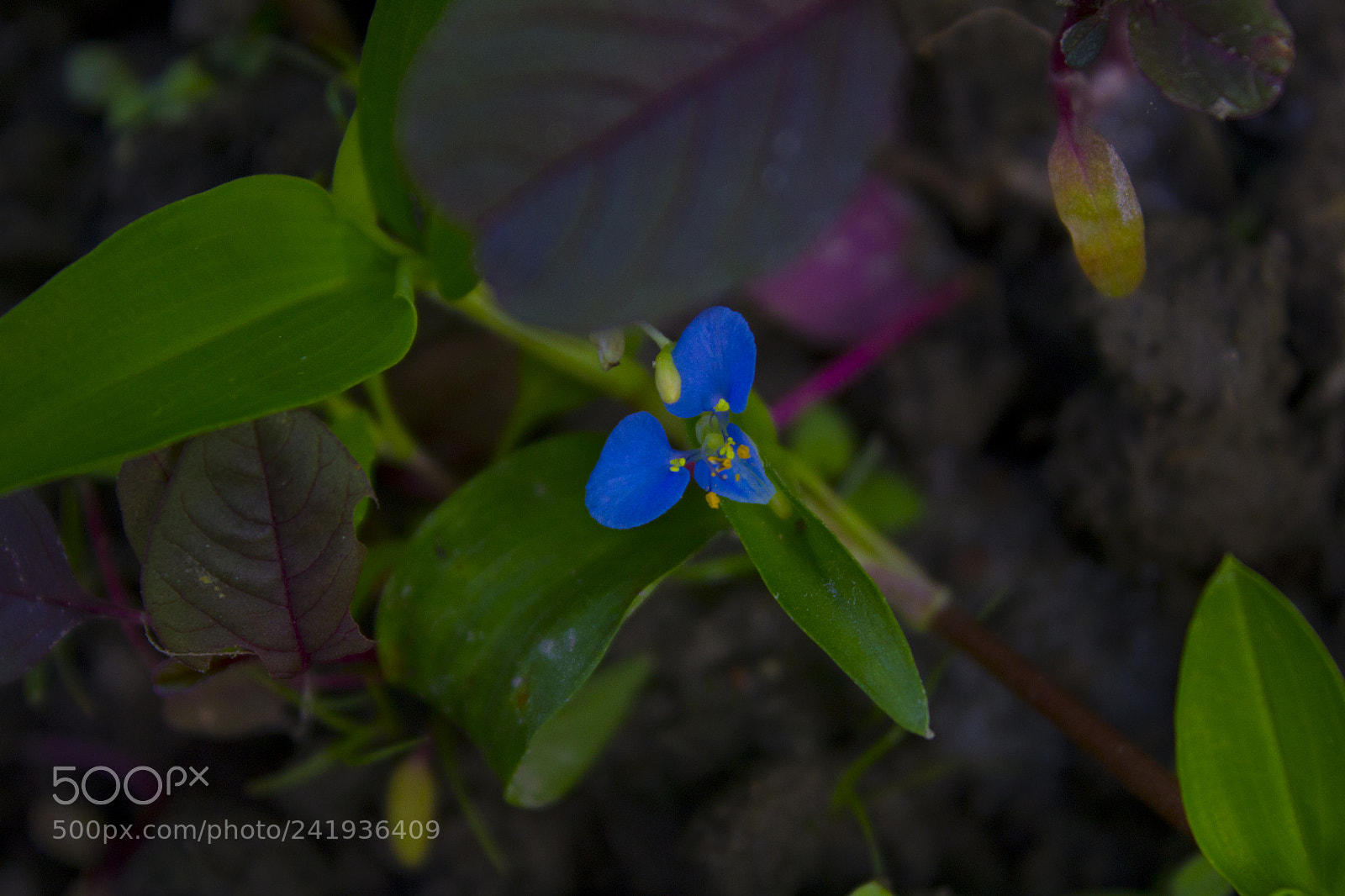 Canon EOS 1200D (EOS Rebel T5 / EOS Kiss X70 / EOS Hi) sample photo. Unknown beauty photography