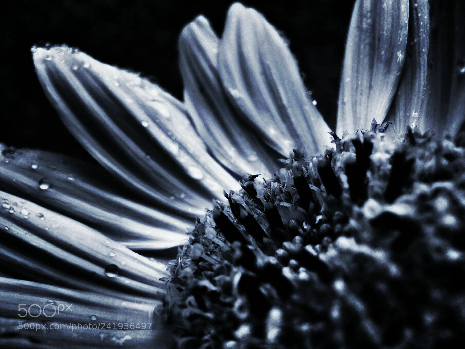 Canon PowerShot G11 sample photo. Simple beauty photography